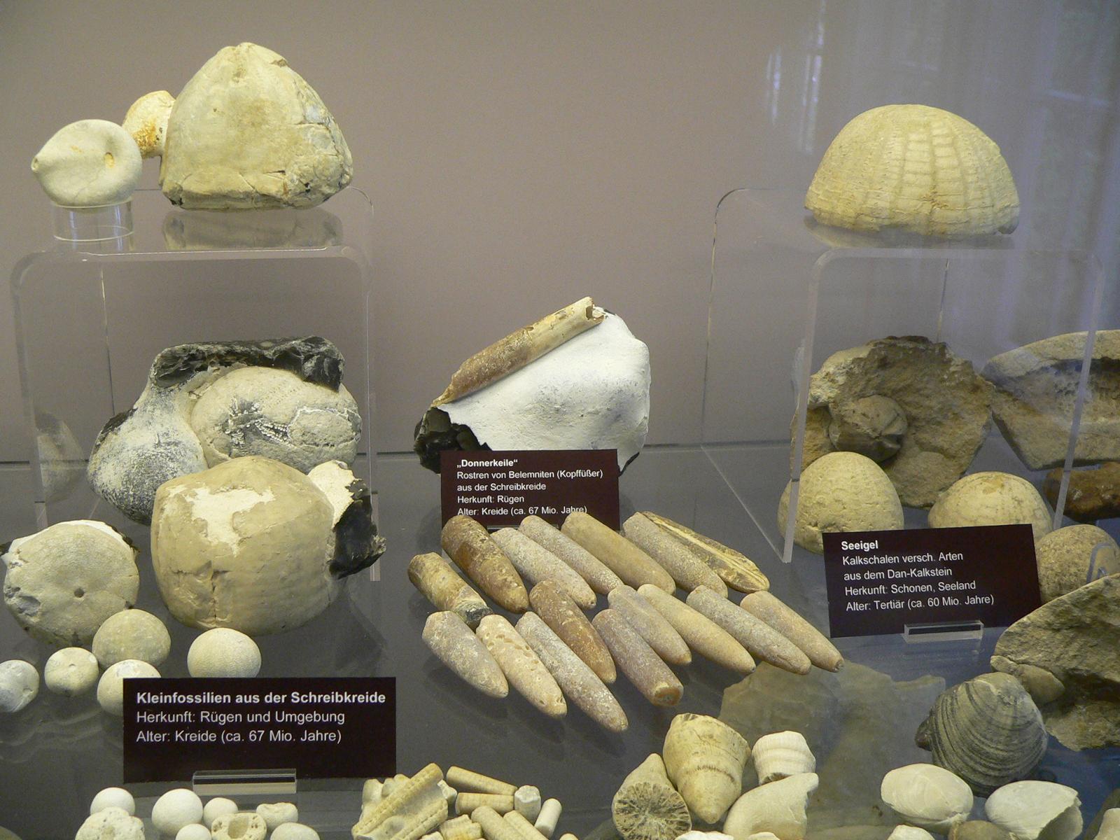 Fossilien an der Kreidekste: Donnerkeile, Seeigel, Schwmme und mehr - Lupe Reisen