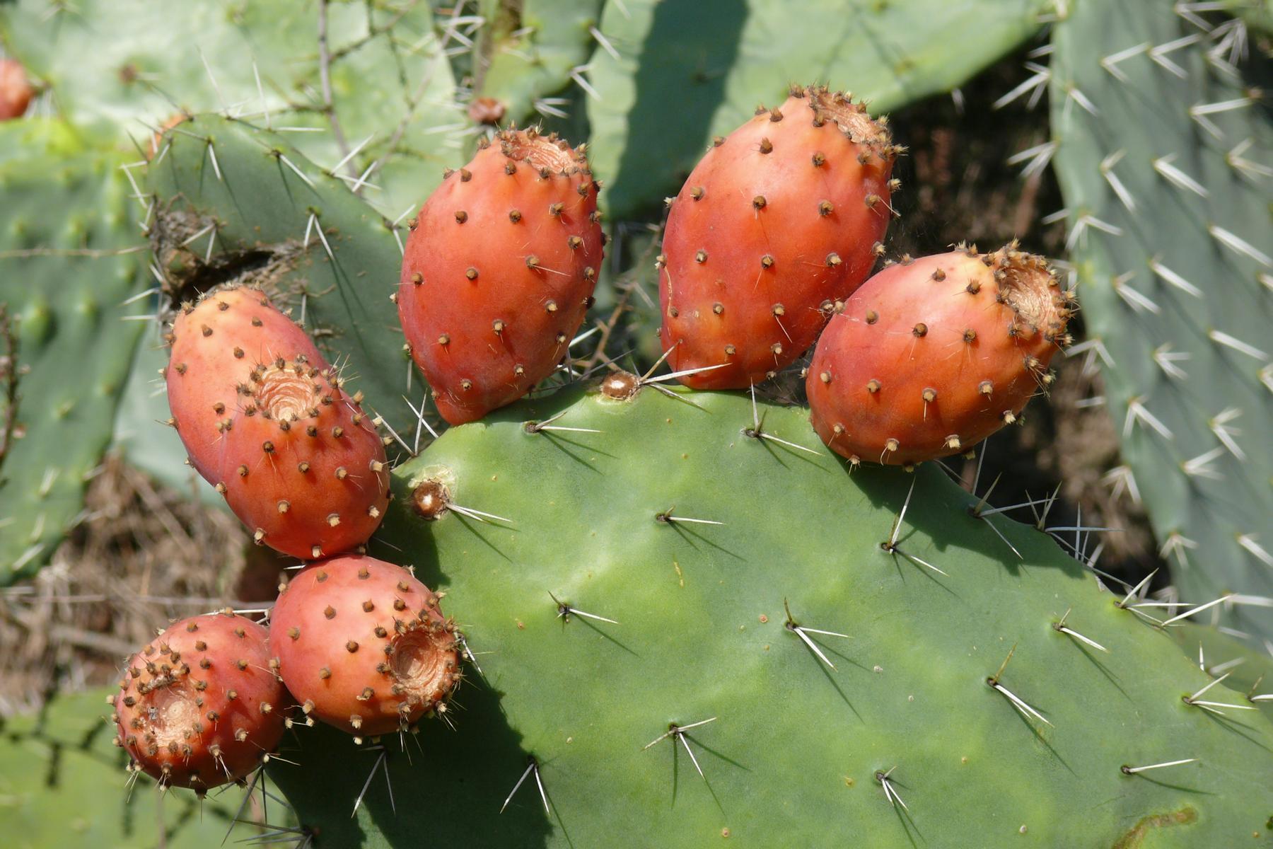 Wir bewundern die saftigen Kaktusfeigen Kretas - Lupe Reisen