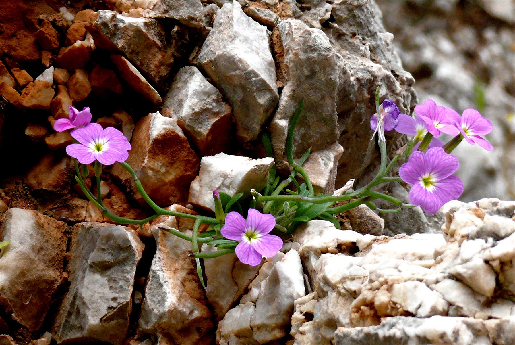 Auch auf steinigem Untergrund blht Kretas Blumenpracht - Lupe Reisen