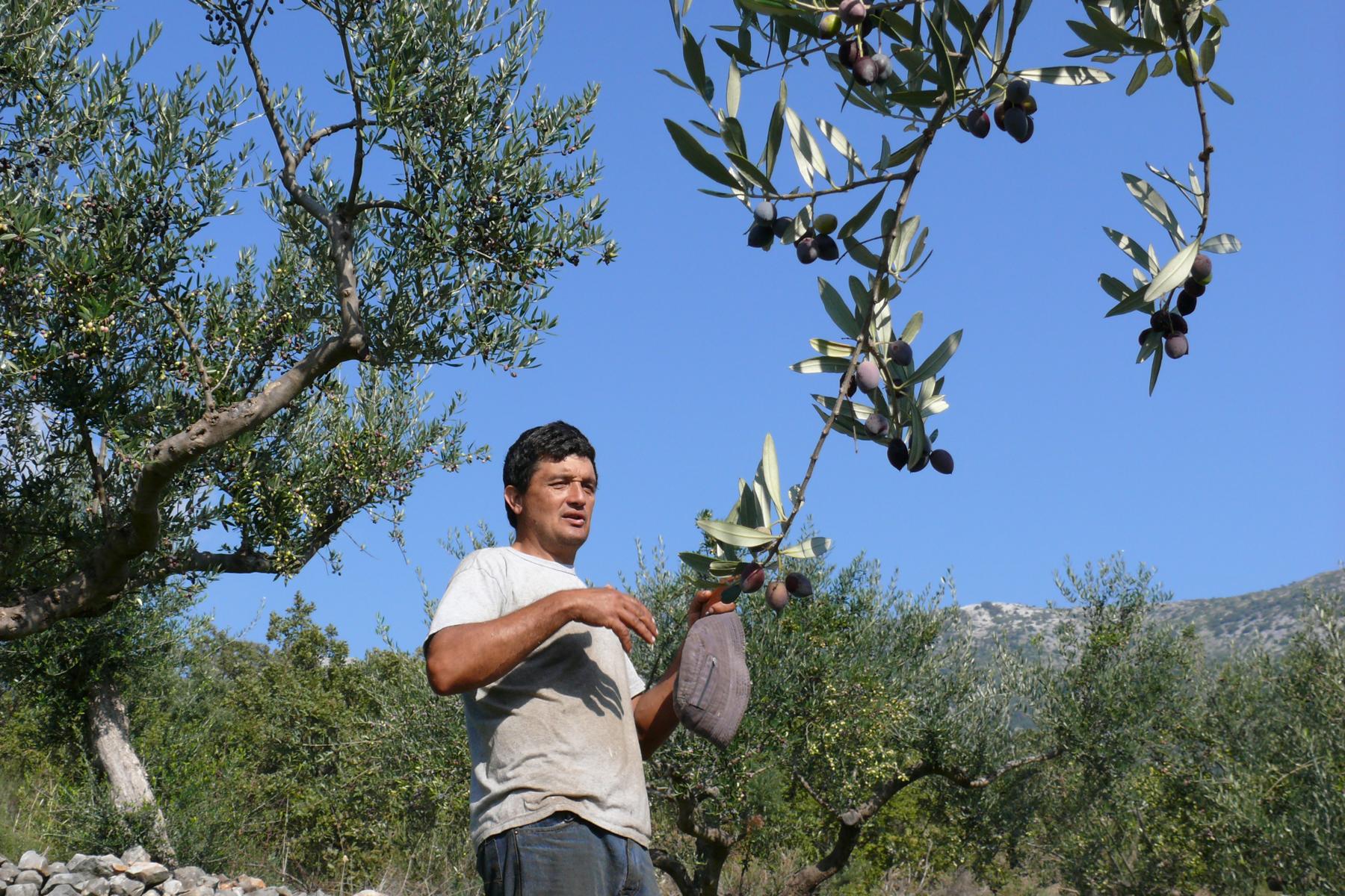 Ausfhrliche Erklrungen der maniatischen Bauern zur Olivenernte - Lupe Reisen