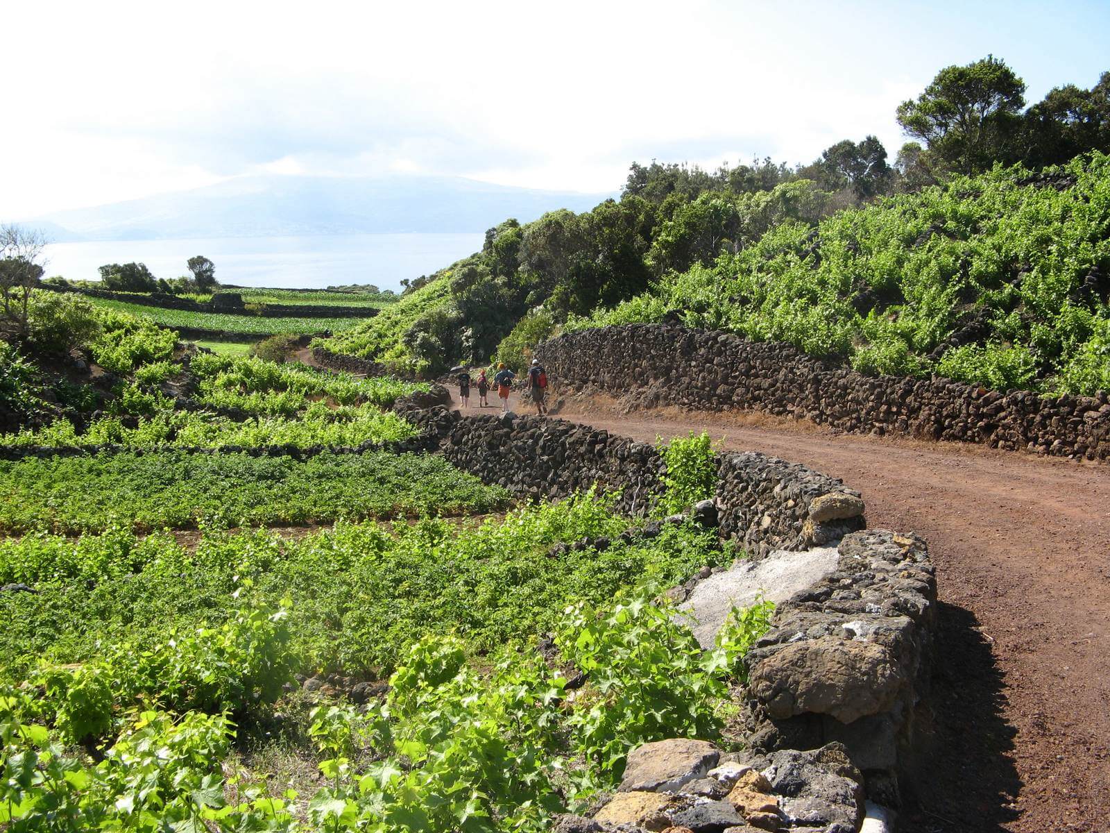 Foto: Wanderweg durch das weitlufige Weinbaugebiet auf Pico - Lupe Reisen
