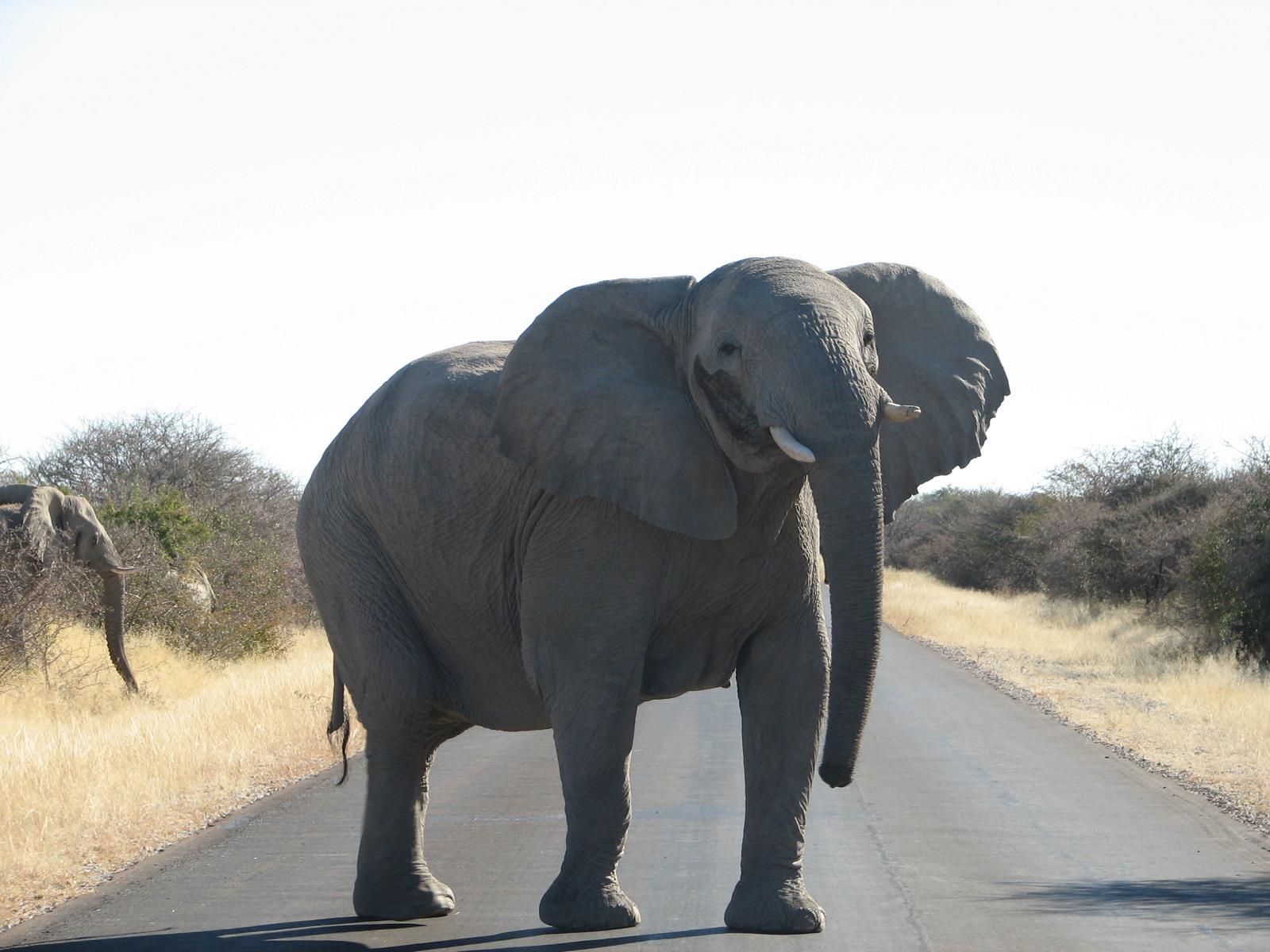 Begegnung mit einem Elefanten auf Safari - Lupe Reisen