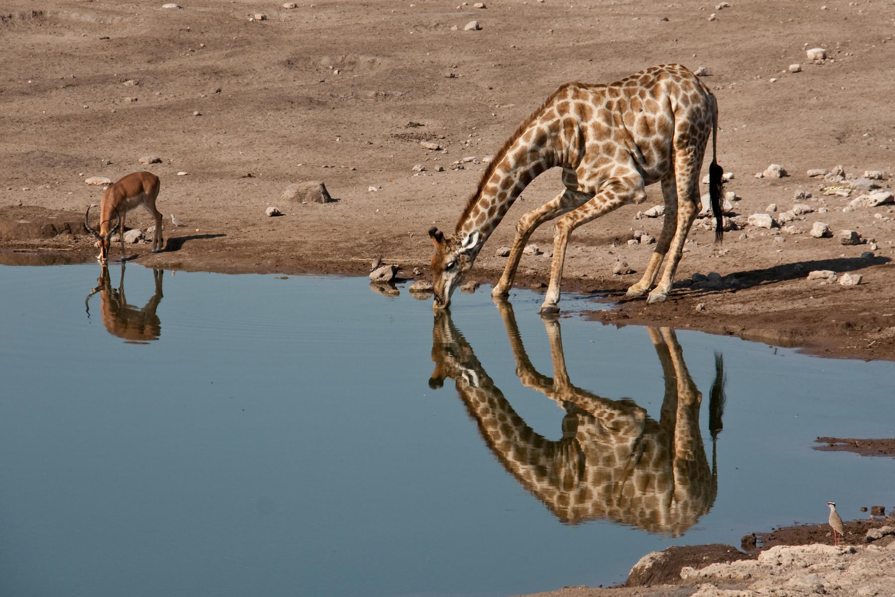Beobachtung einer Imapala Antilope und Giraffe am Wasserloch - Lupe Reisen