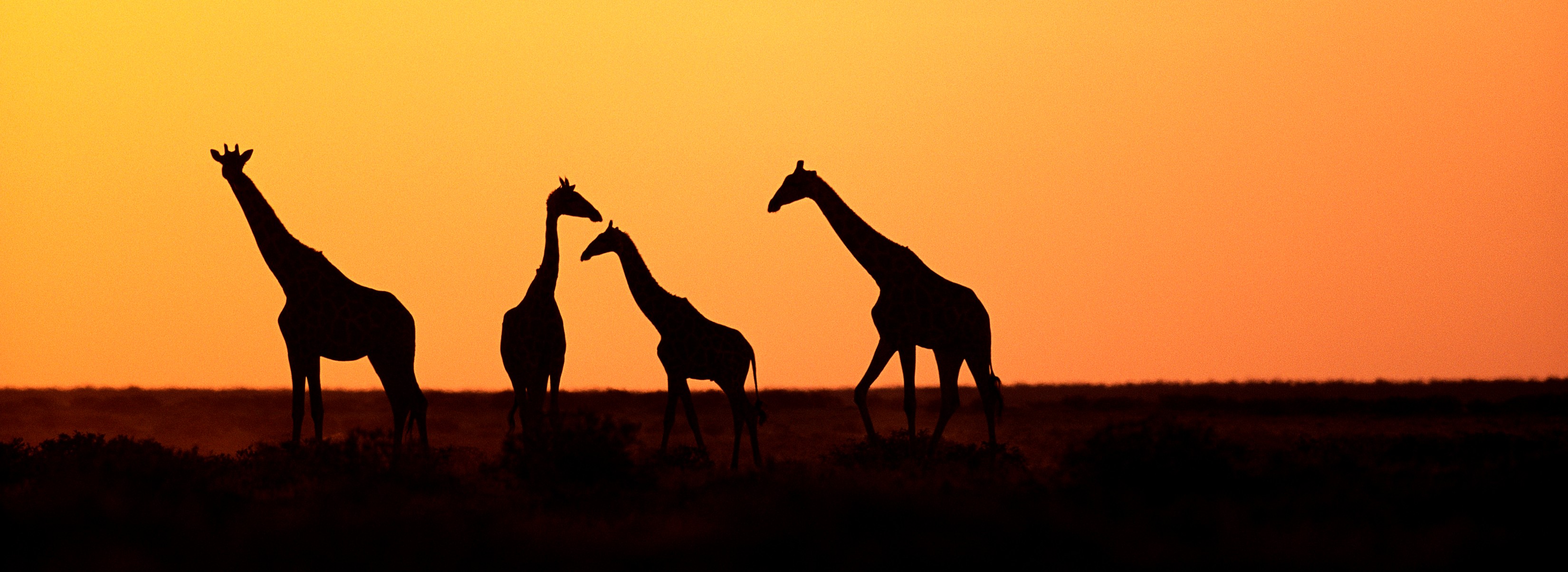 Giraffen im Etosha National Park - Lupe Reisen