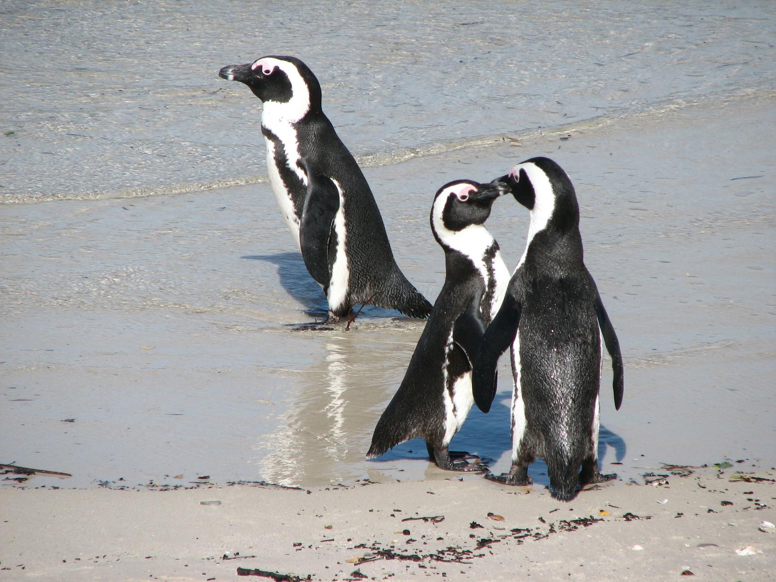 Pinguine in Sdafrika - Lupe Reisen