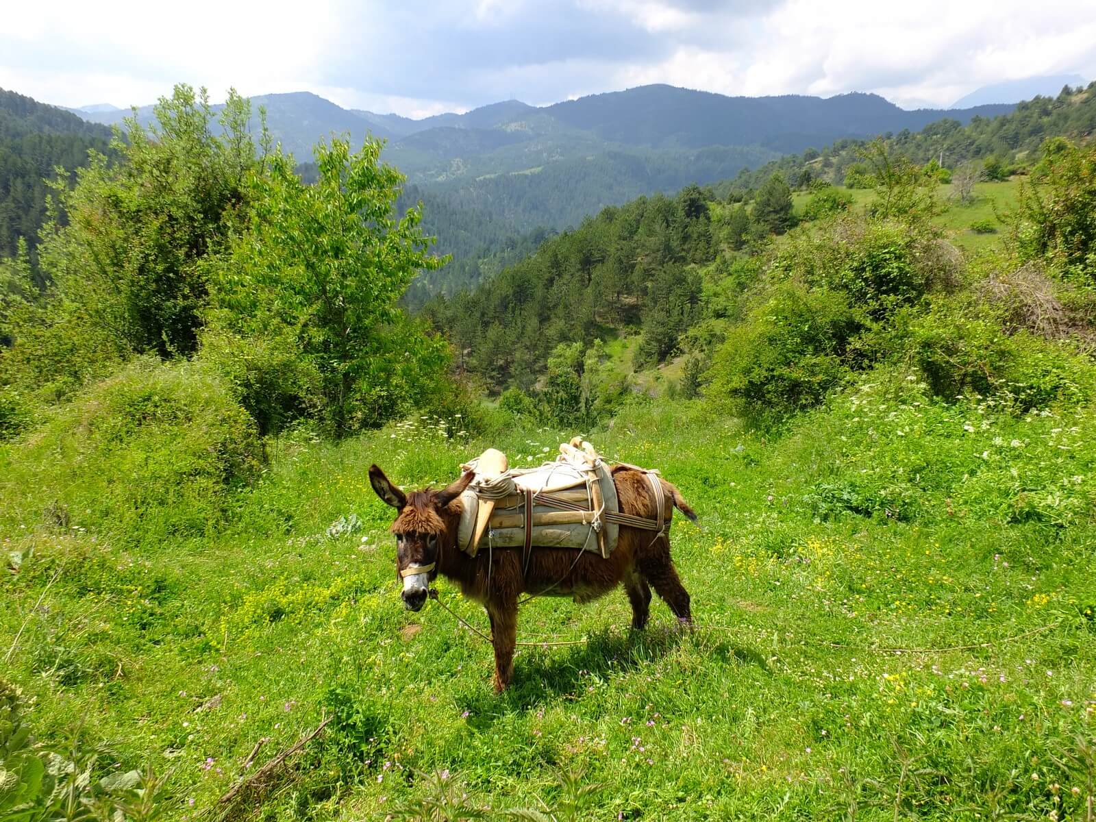 Foto: Begegnung mit Esel beim Wandern im Hgelland von Voskopoja - Lupe Reisen