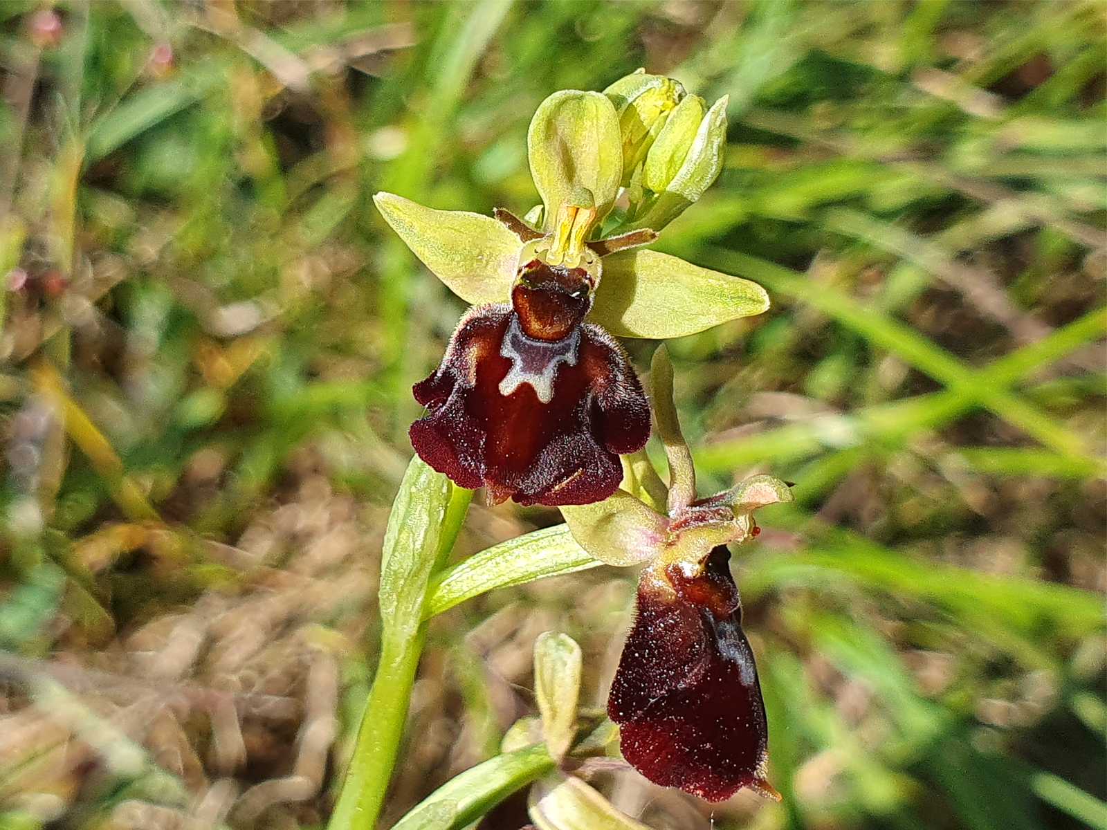 Foto: Eine echte Raritt und schwer zu finden sind Orchideen-Hybriden zwischen Fliegen-Ragwurz und Hummel-Ragwurz (Ophrys x devenensis) - Lupe Reisen