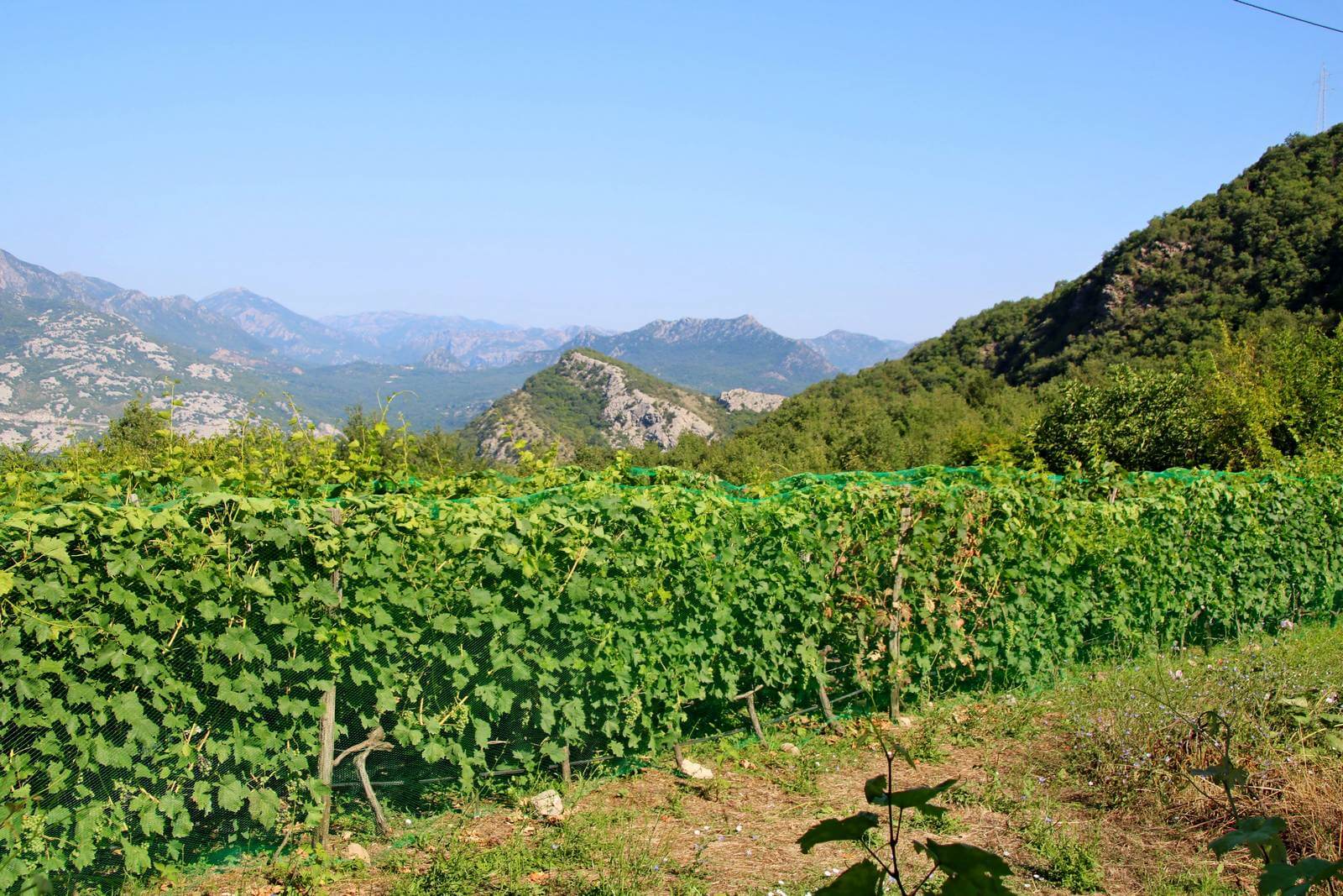 Foto: Weinbau oberhalb des Skadarsees - Lupe Reisen
