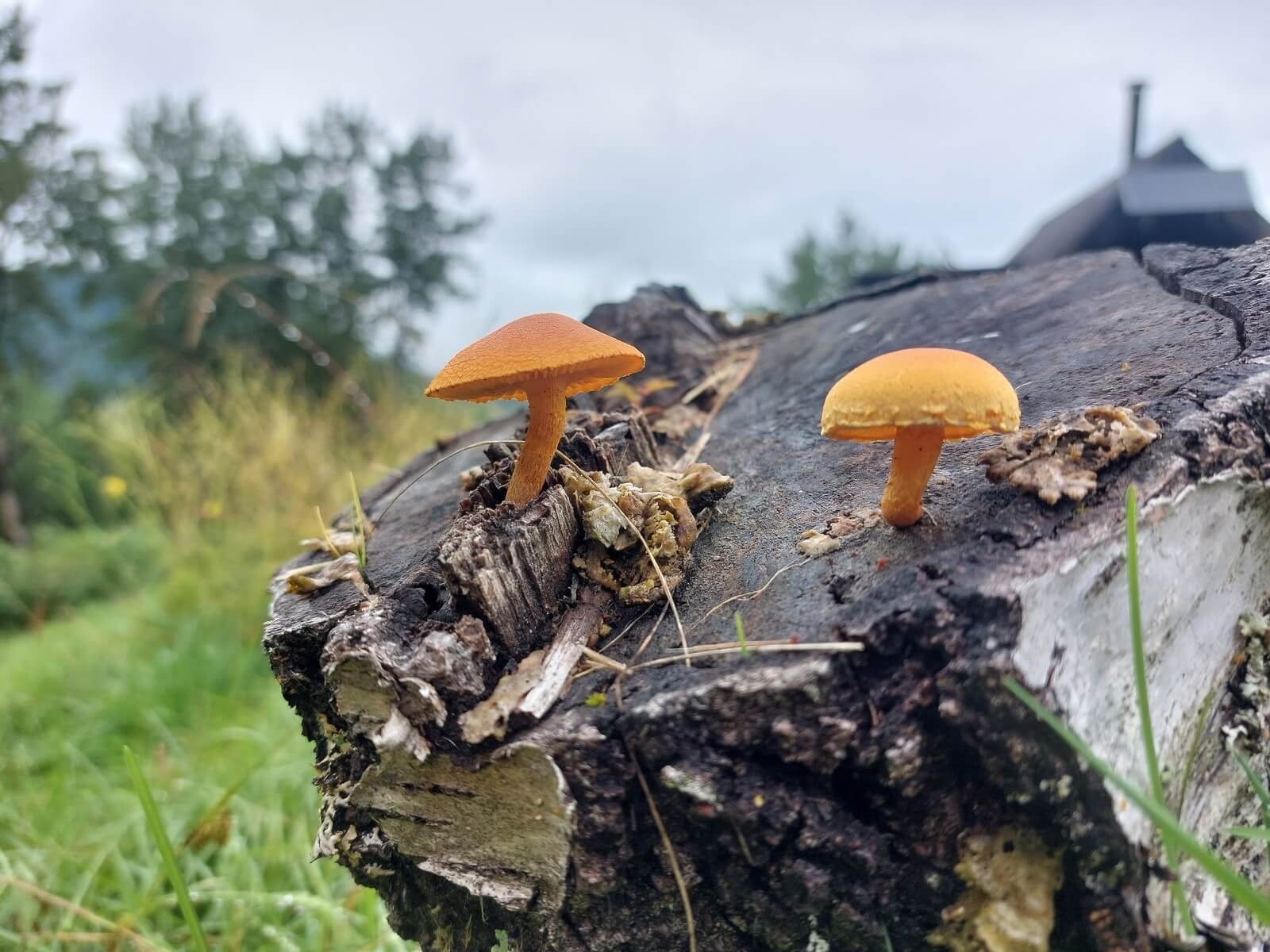 Foto: Farbenfrohe Pilze auf Birkenstumpf - Lupe Reisen