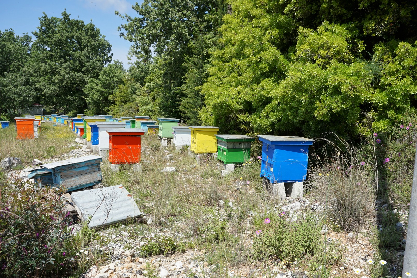 Bienenkrbe im albanischen Kstengebirge - Lupe Reisen
