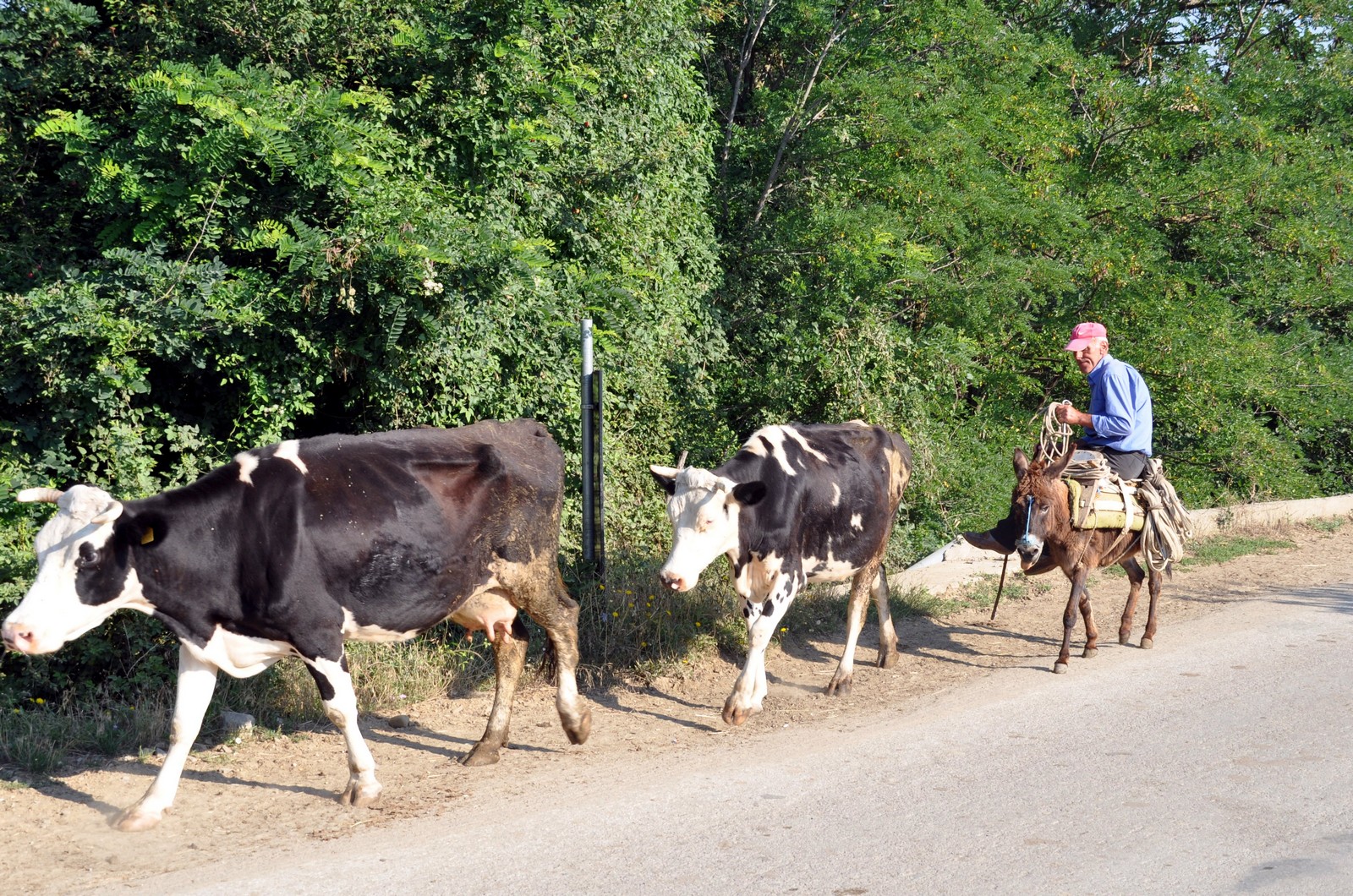 Viel landwirtschaftlicher Verkehr auf den albanischen Straen - Lupe Reisen