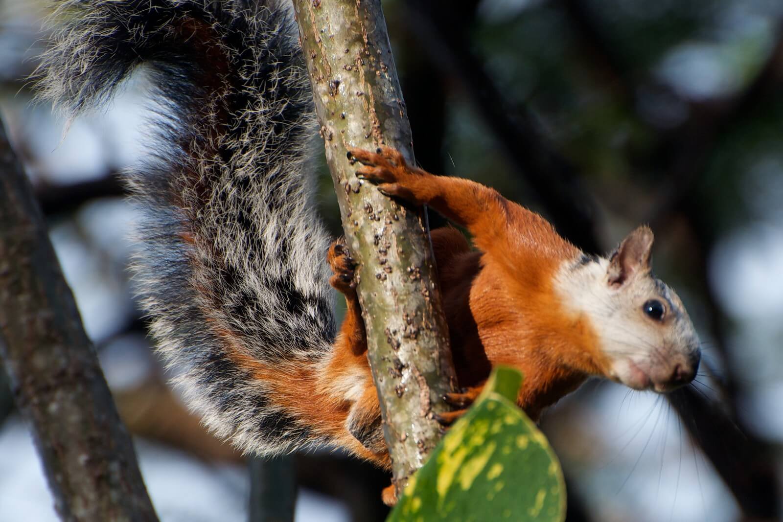 Das Costa Rica-Hrnchen ist bunter als unser Eichhrnchen - Lupe Reisen