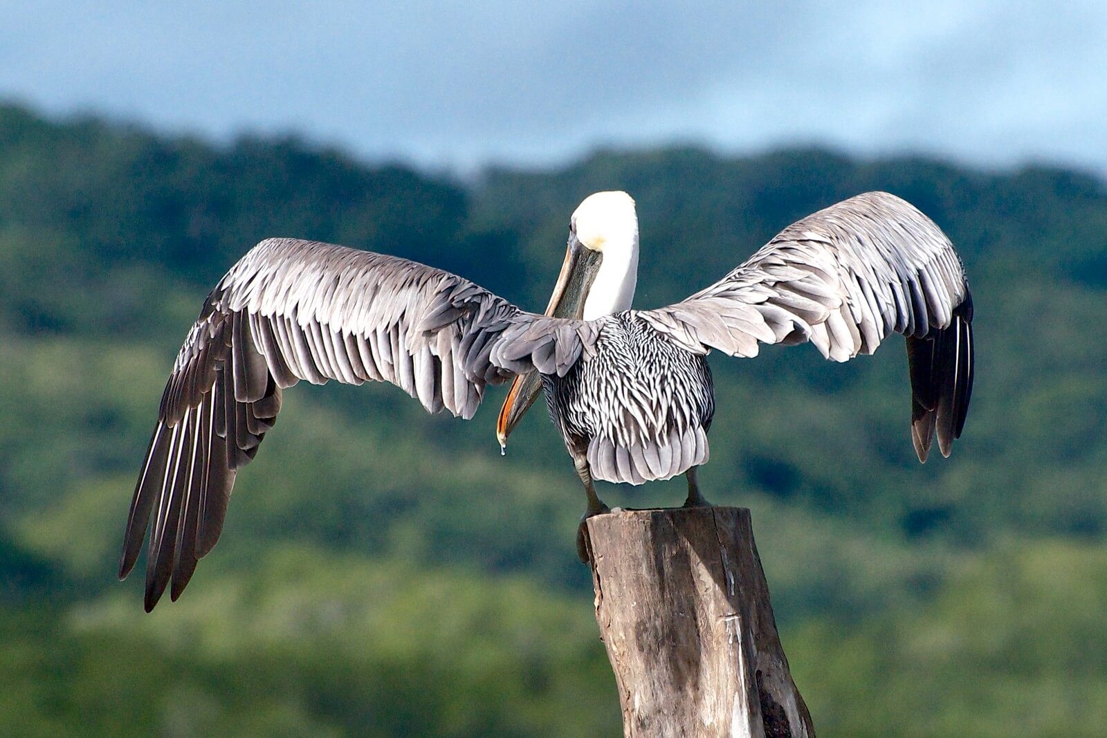Ein Pelikan beim Flgel-Trocknen in Costa Rica - Lupe Reisen