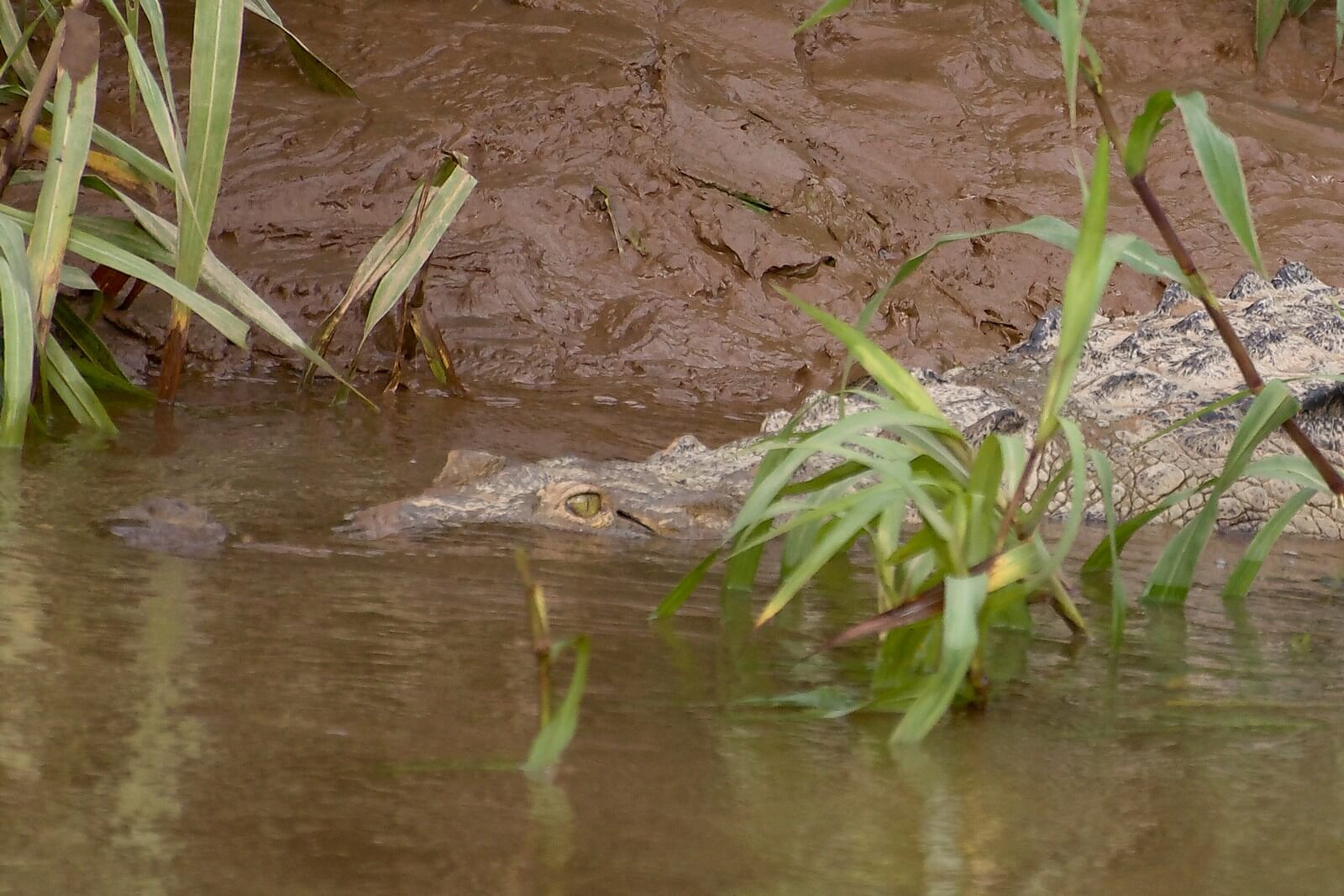 Krokodile erleben wir auf dieser Reise aus sicherem Abstand - Lupe Reisen