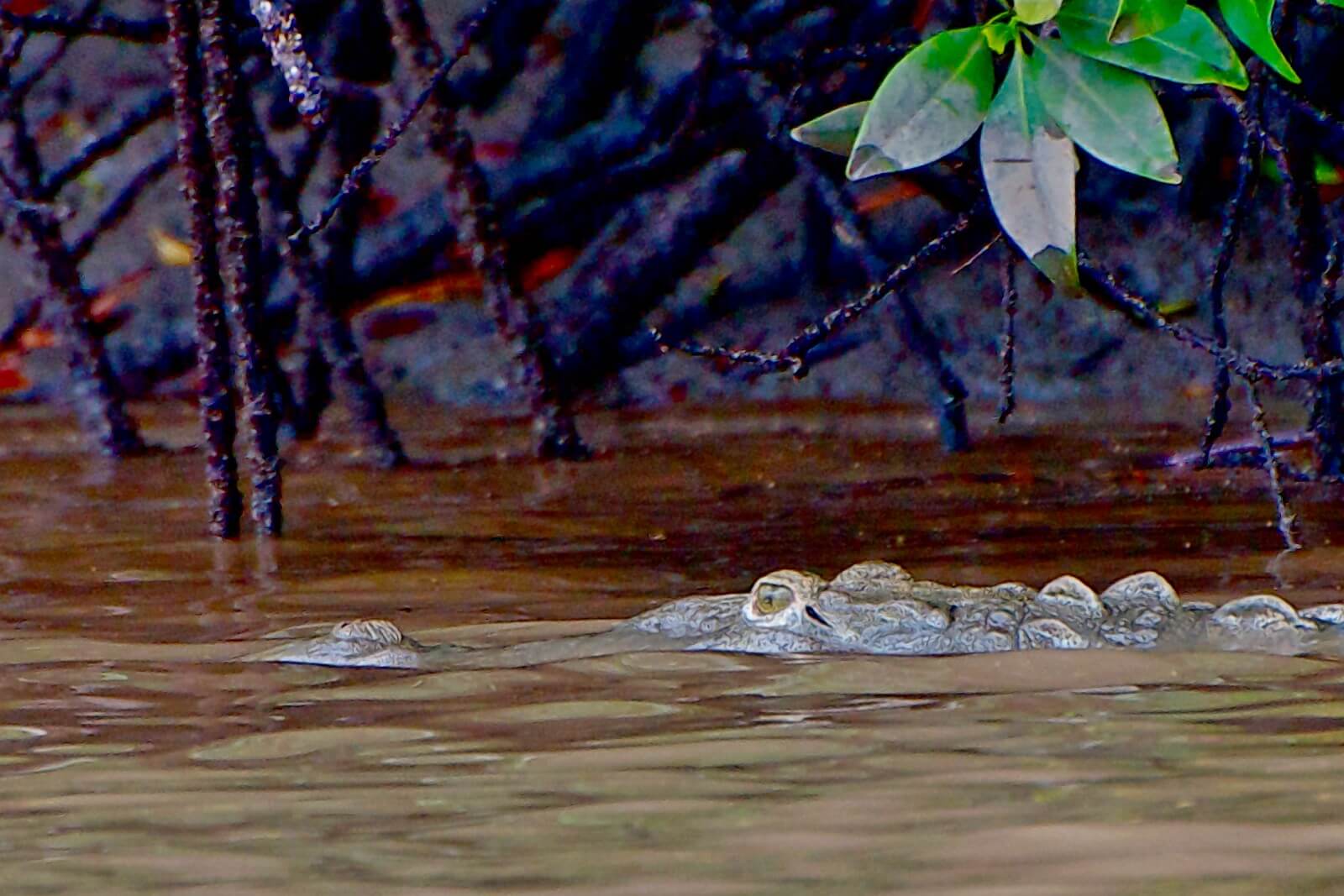 Ein zwischen Mangroven-Wurzeln verborgenes Krokodil - Lupe Reisen