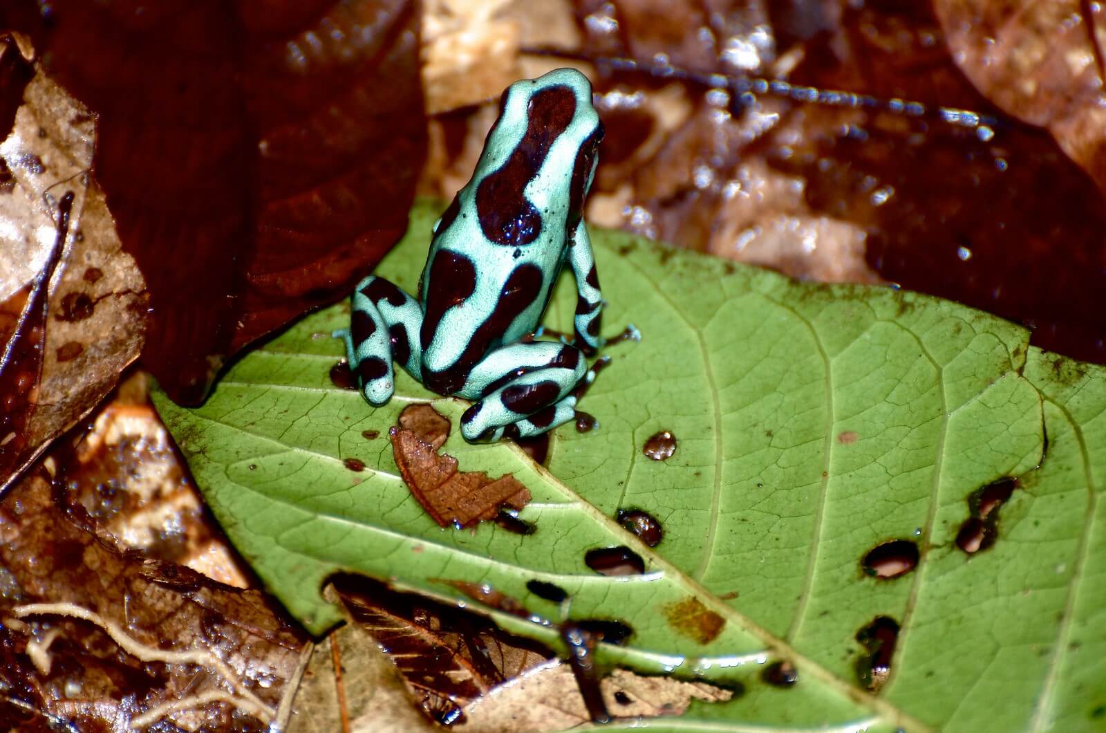 Ein Pfeilgift-Frosch in Costa Rica - Lupe Reisen