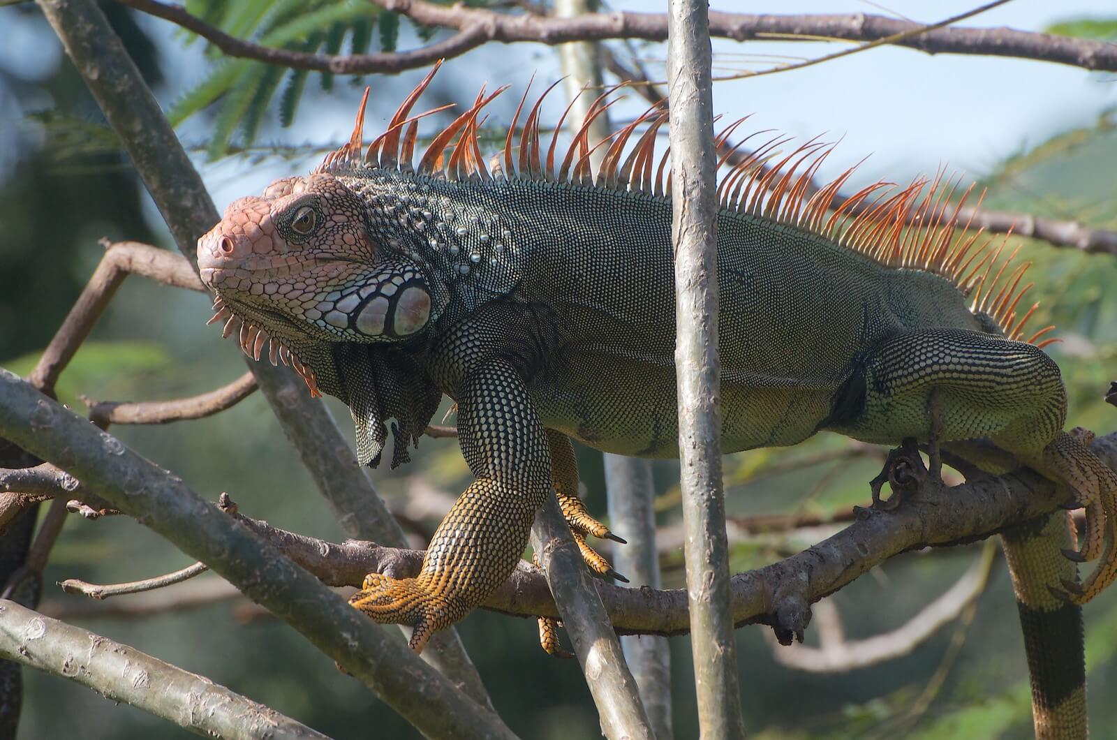 Grner Leguan - einer von mehreren costaricanischen Leguanen - Lupe Reisen