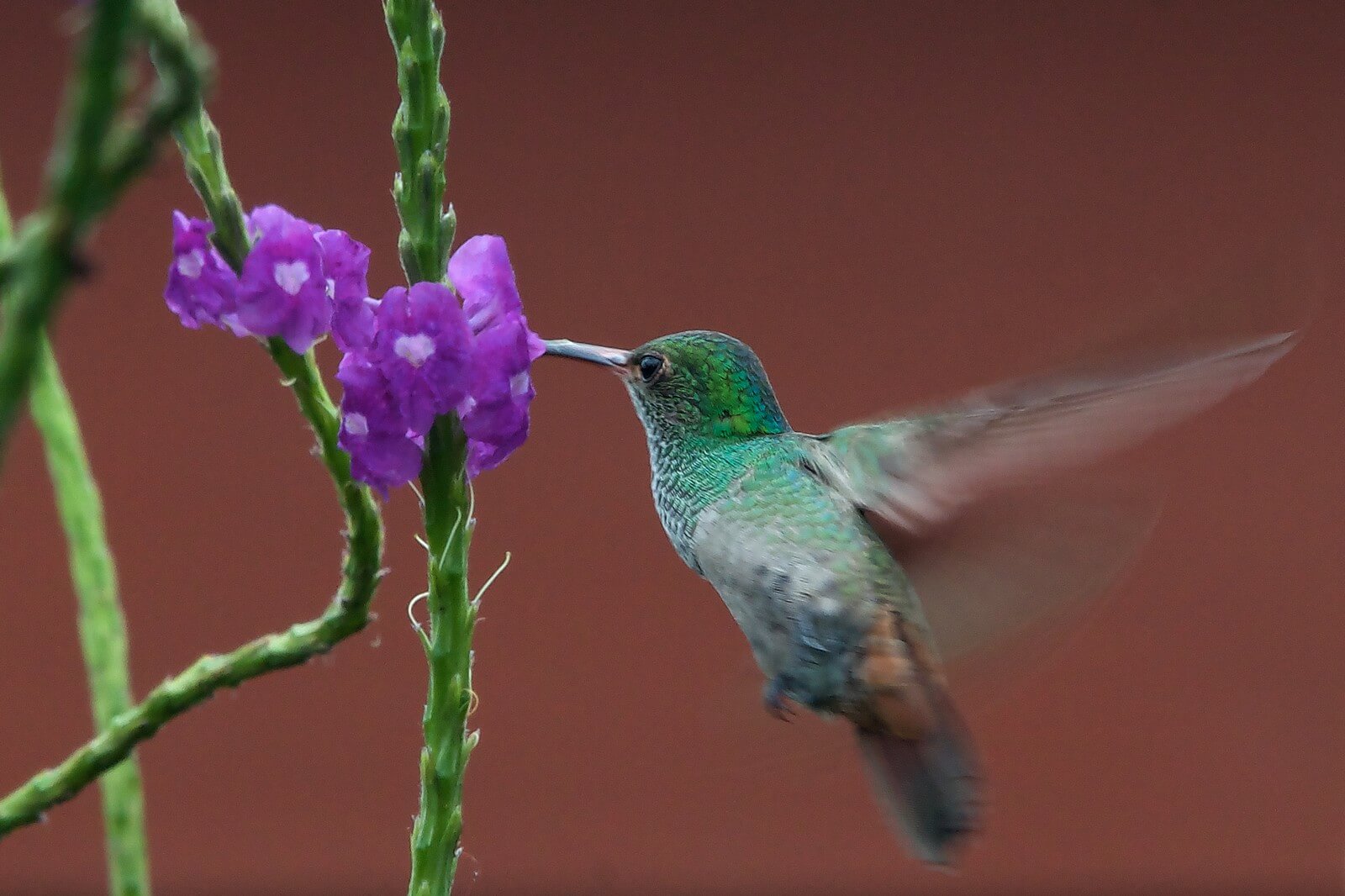 Kolibri im Schwirrflug beim Nektar-Trinken - Lupe Reisen