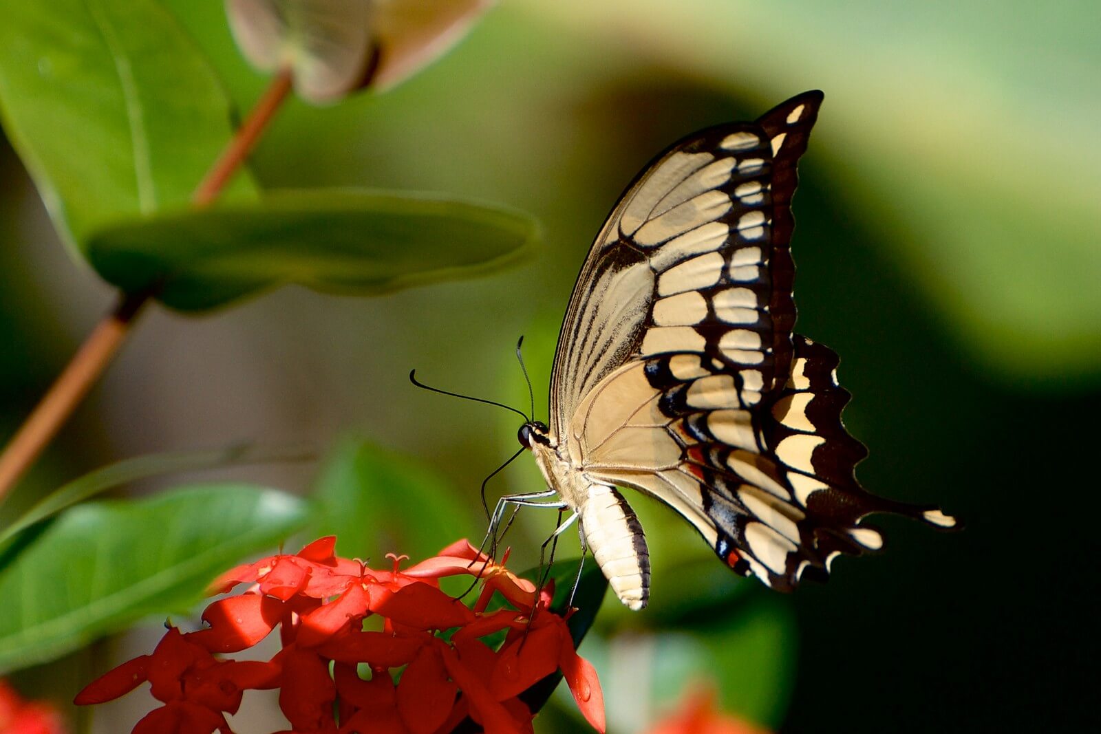 Schwalbenschwanz Schmetterling in Costa Rica - Lupe Reisen