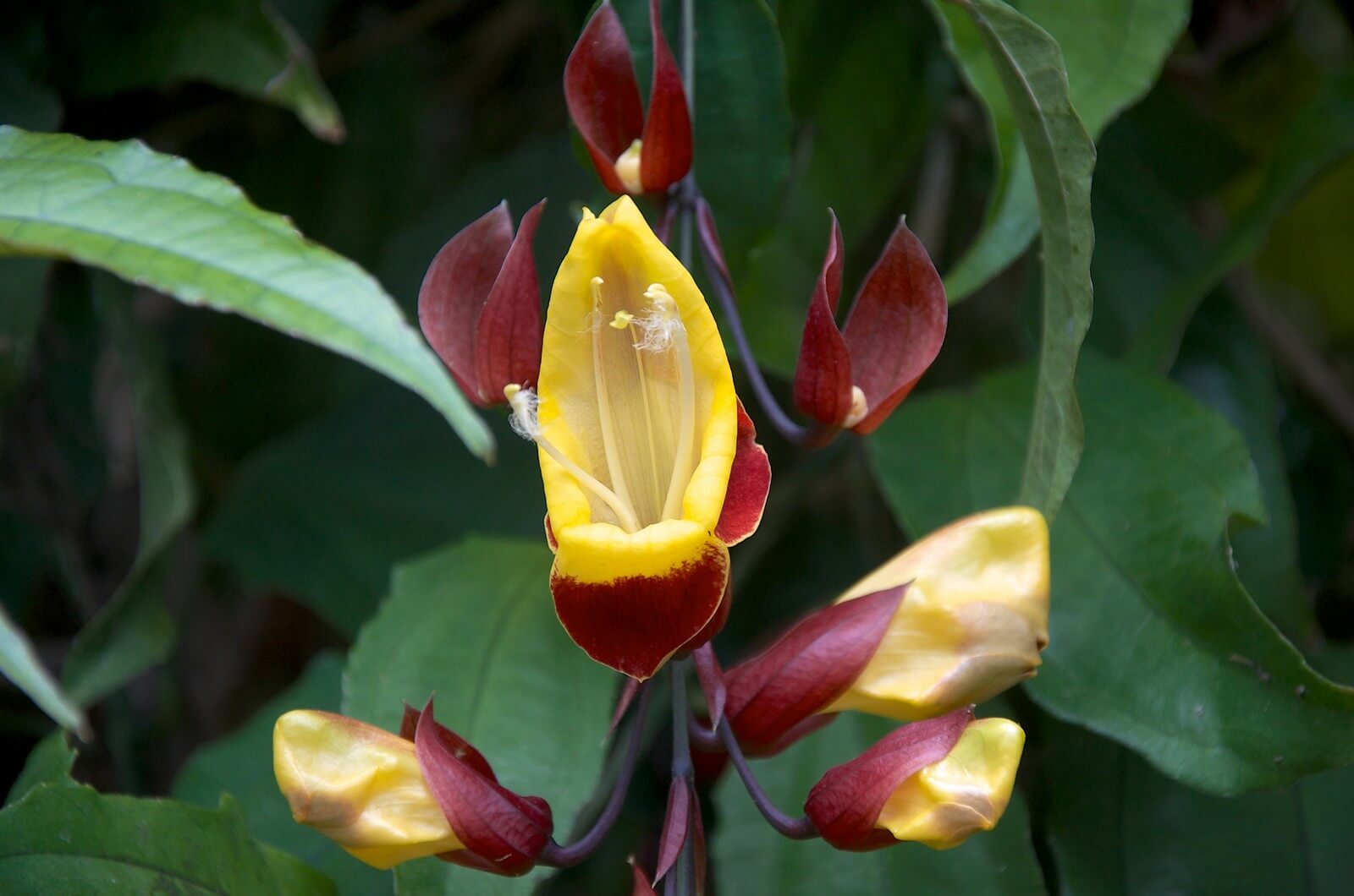 Eine von vielen Orchideen des Regenwaldes von Costa Rica - Lupe Reisen