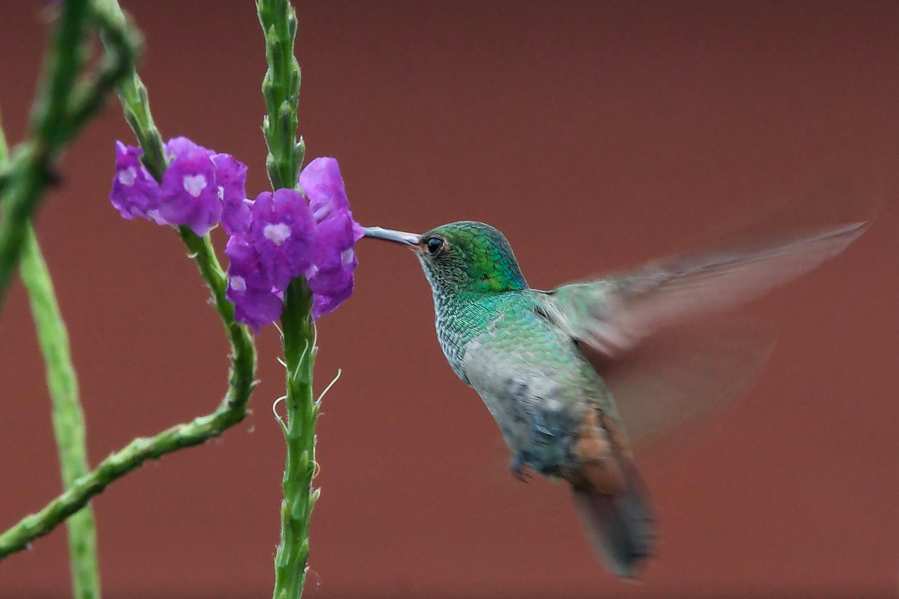 Kolibris sind ein faszinierender Anblick - Lupe Reisen