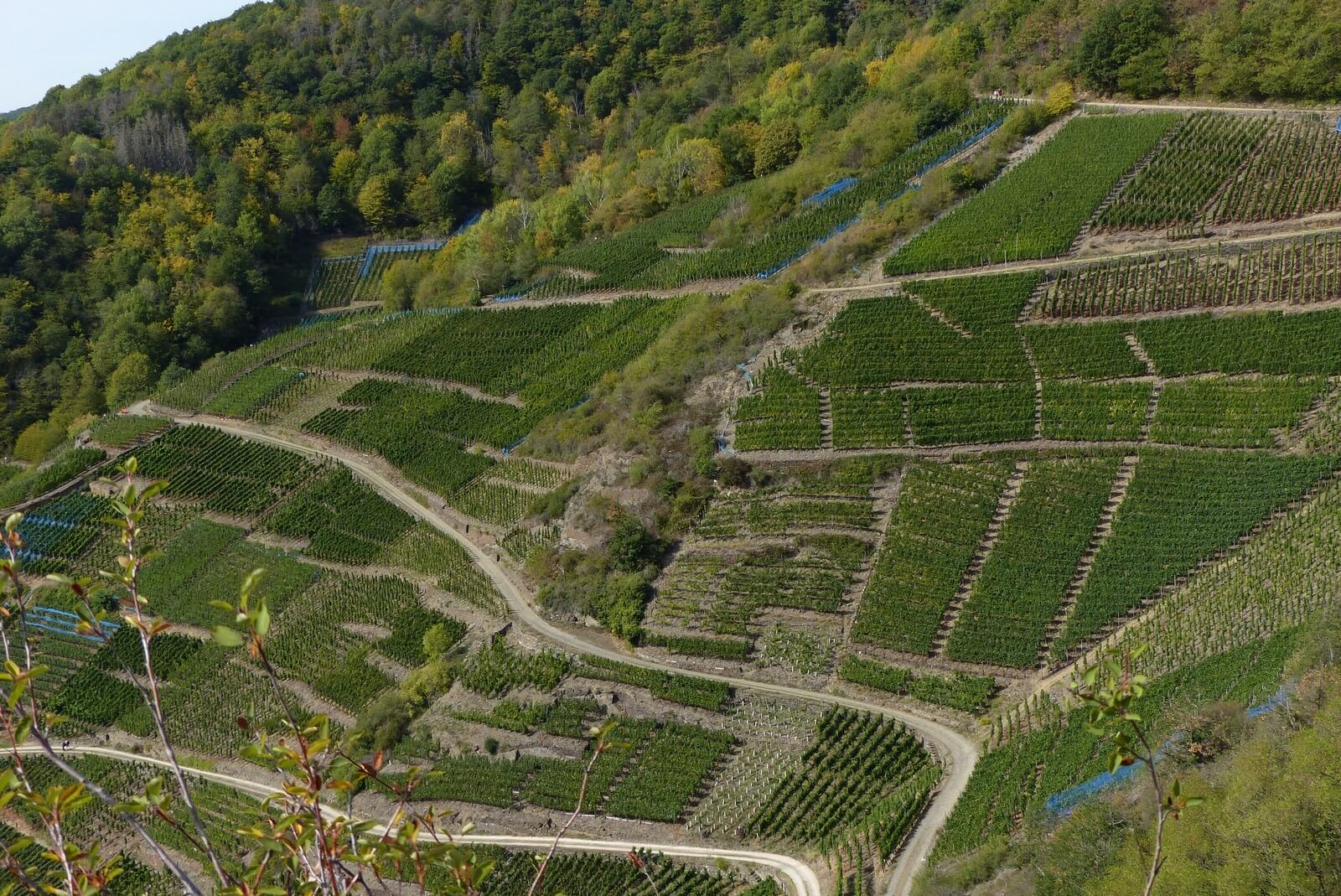Typischer Weinhang im Ahrtal im September - Lupe Reisen
