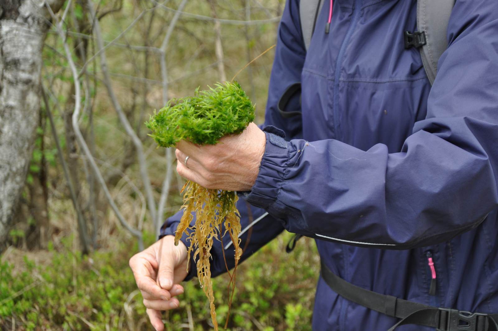 Foto: Das Torfmoos ist die entscheidende Pflanze fr die Moorbildung - Lupe Reisen