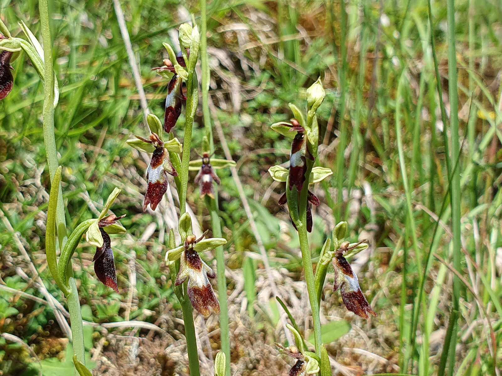 Fopto: Wie ein Schwarm Insekten - eine Gruppe Fliegen-Ragwurz (Ophrys insectifera) - Lupe Reisen