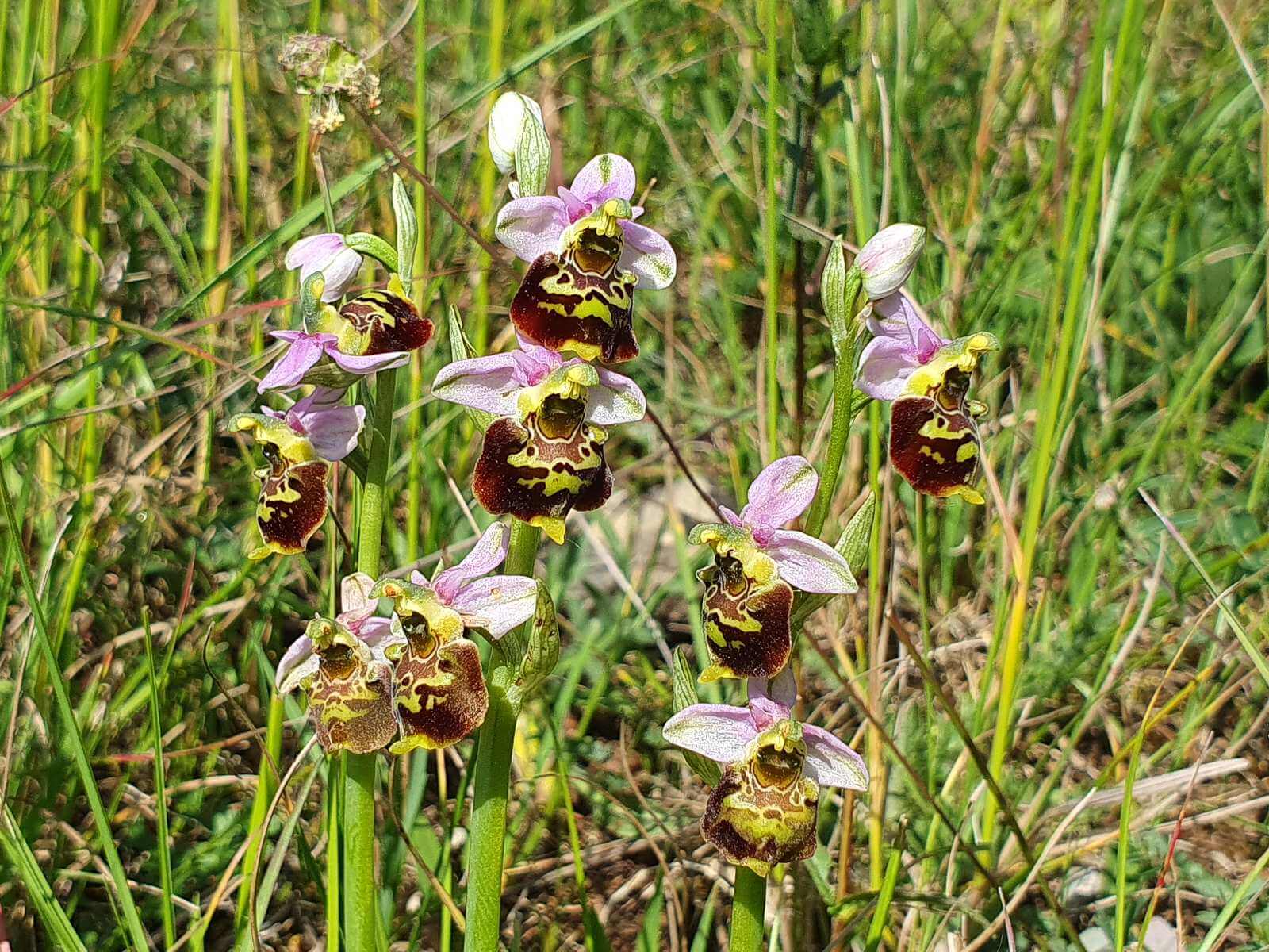 Foto: Schner Bestand der Hummel-Ragwurz (Ophrys holoserica = O. fuciflora) - Lupe Reisen