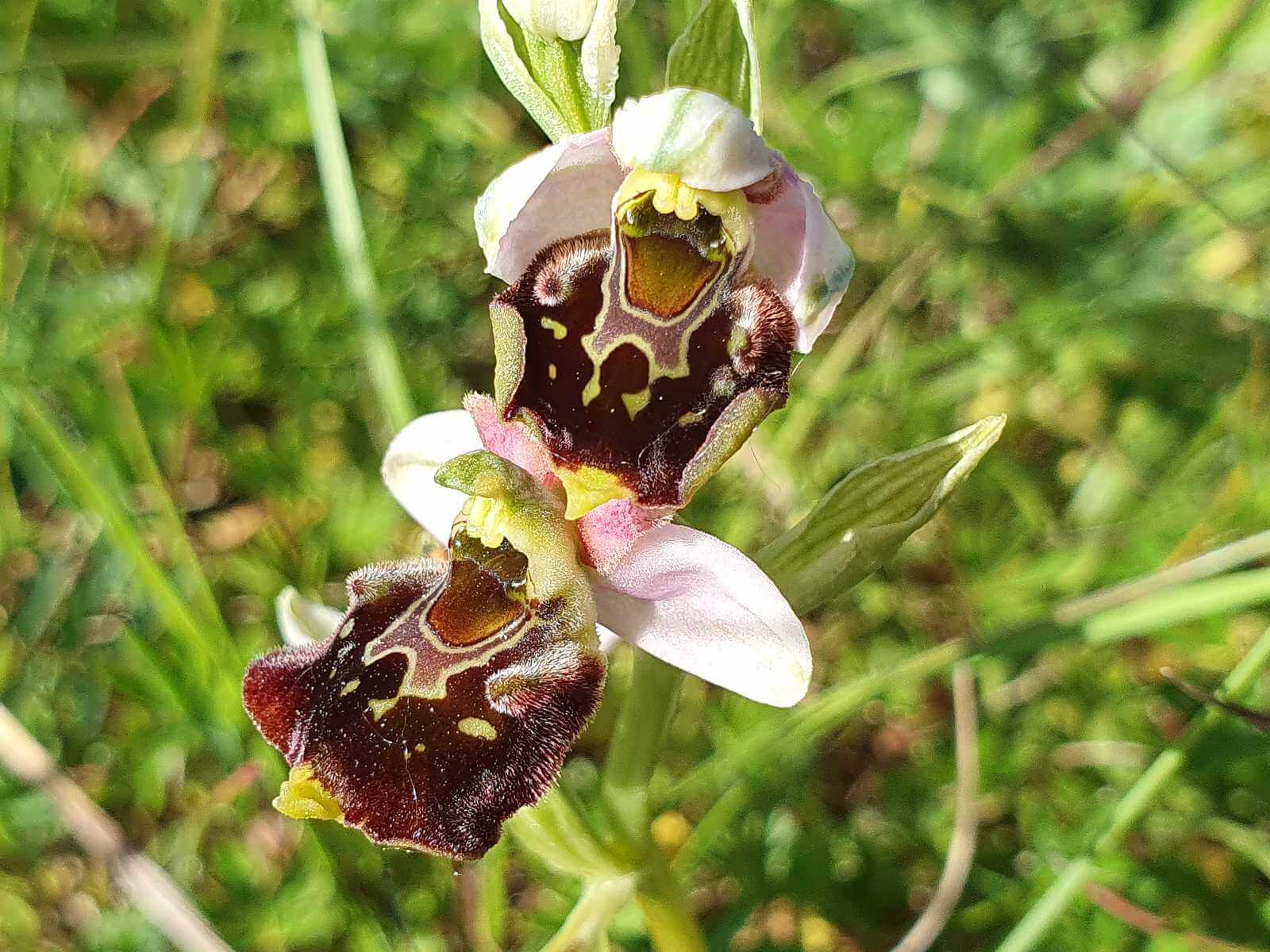 Foto: Bltendetail der Hummel-Ragwurz (Ophrys holoserica = O. fuciflora) - Lupe Reisen