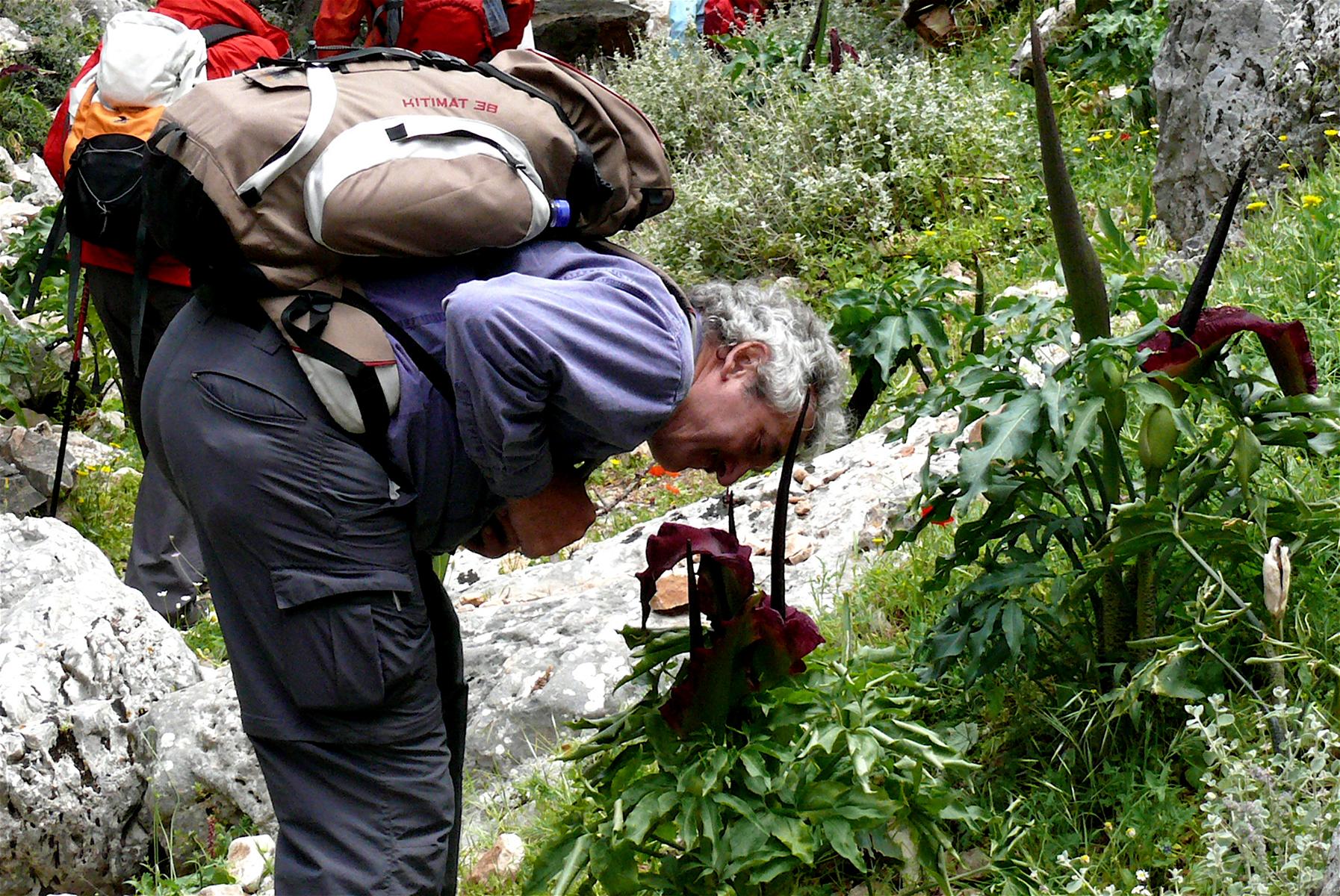 Unser Reiseleiter Willi Bosch erklrt die kretische Pflanzenwelt - Lupe Reisen