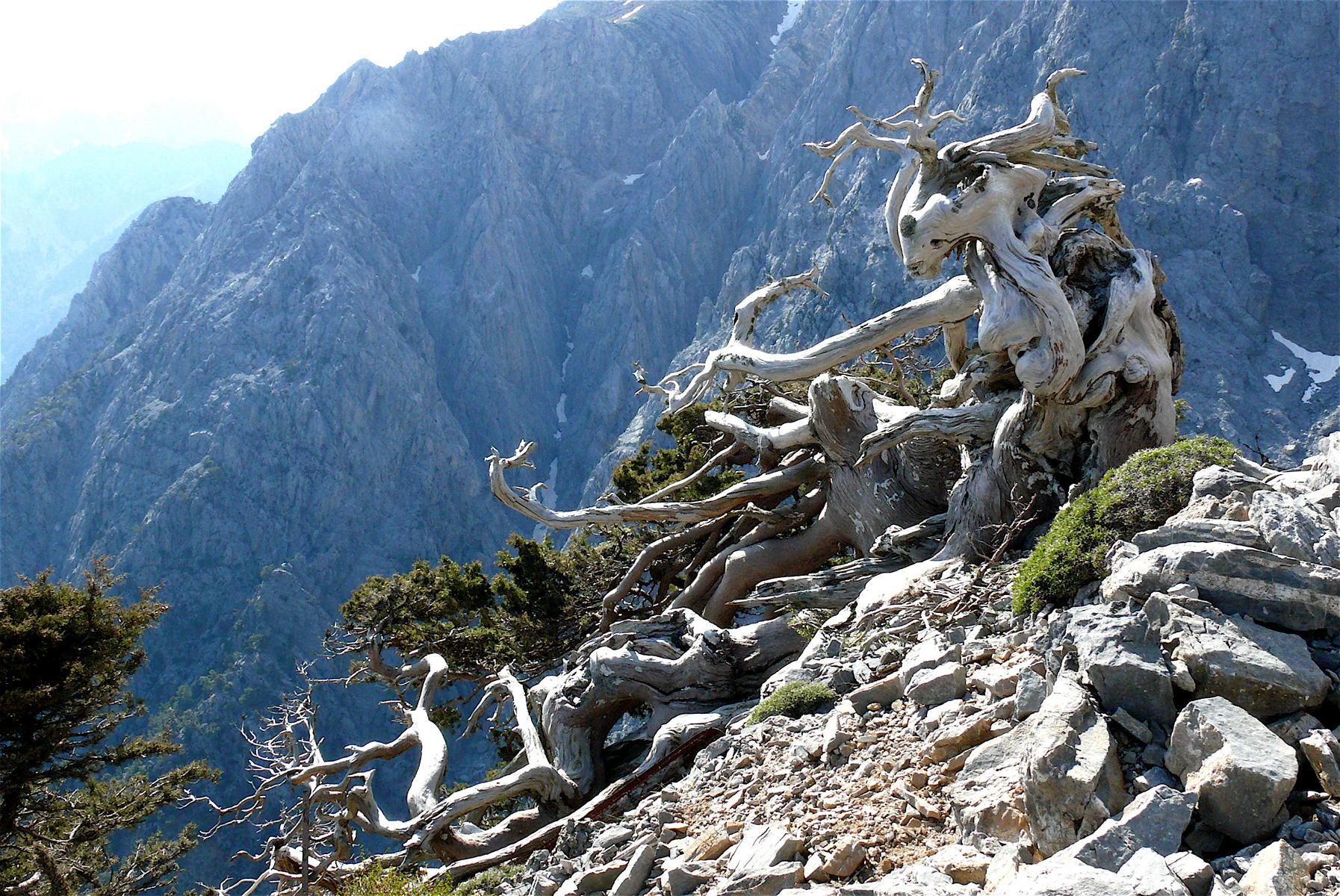 Verschlungene Baumformationen im Hochland Kretas - Lupe Reisen