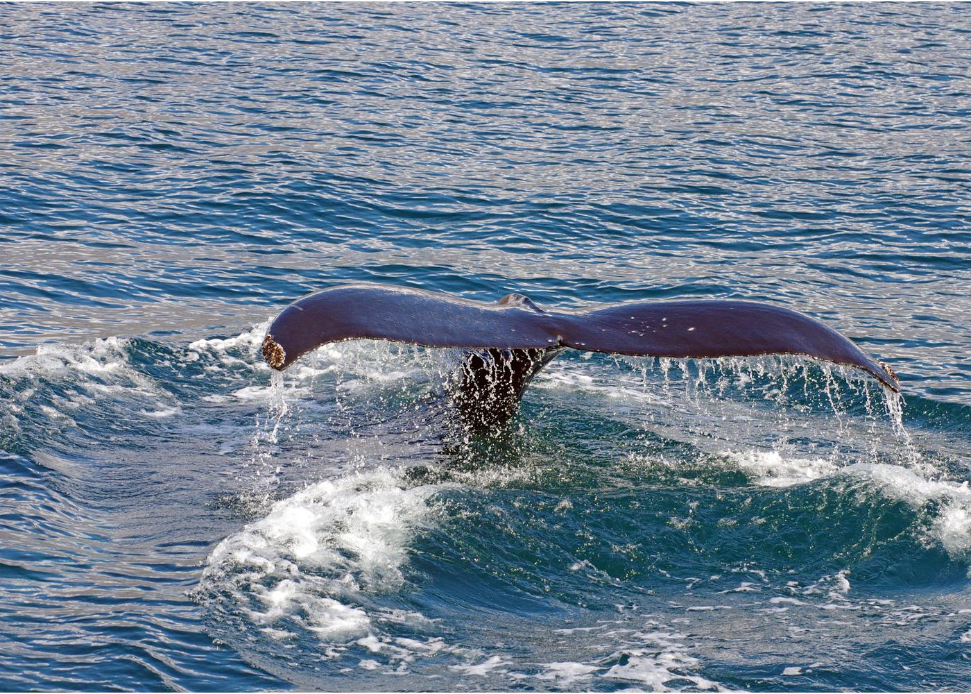 Ein Wal im Meer bei Island - Lupe Reisen