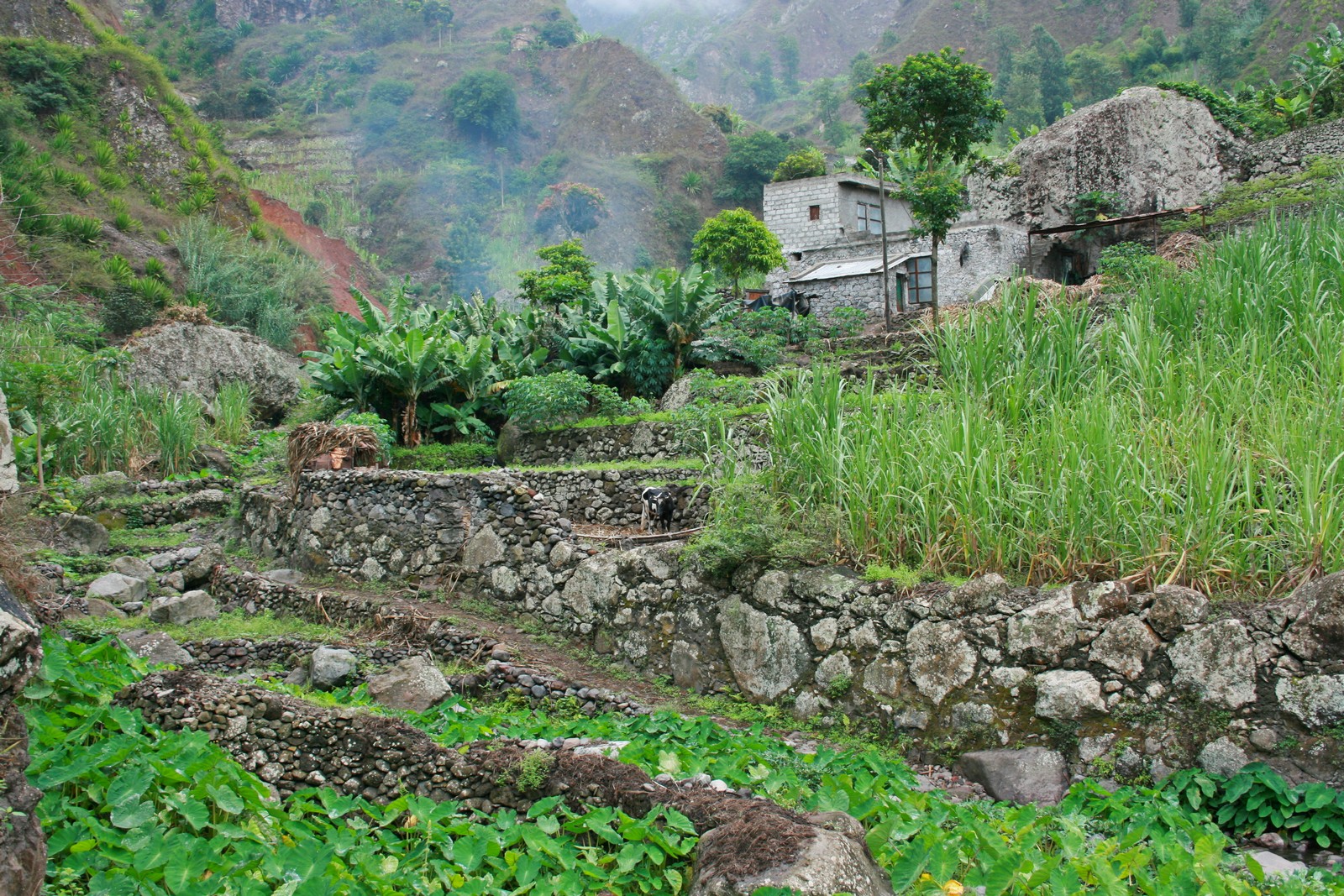 Intensive Landwirtschaft auf Santo Antao - Lupe Reisen