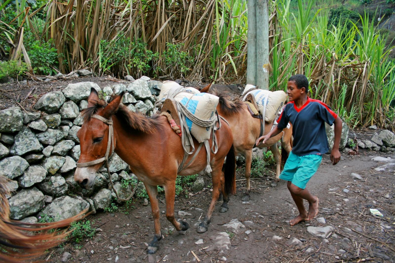Das Pferd als Transportmittel in der kapverdischen Landwirtschaft - Lupe Reisen