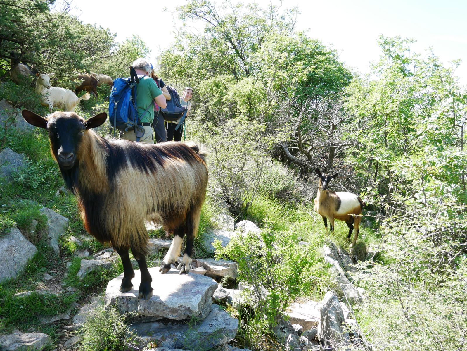 Bergwanderer auf Tuchfhlung mit Ziegen - Lupe Reisen