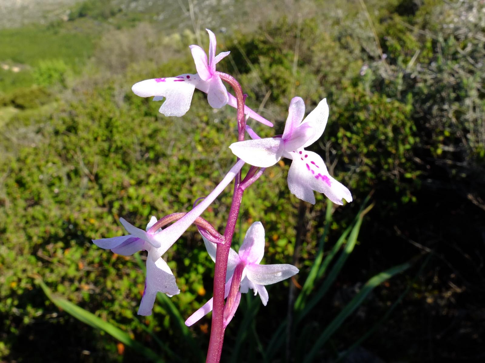 Vielfltige Flora: blhende Orchideen - Lupe Reisen
