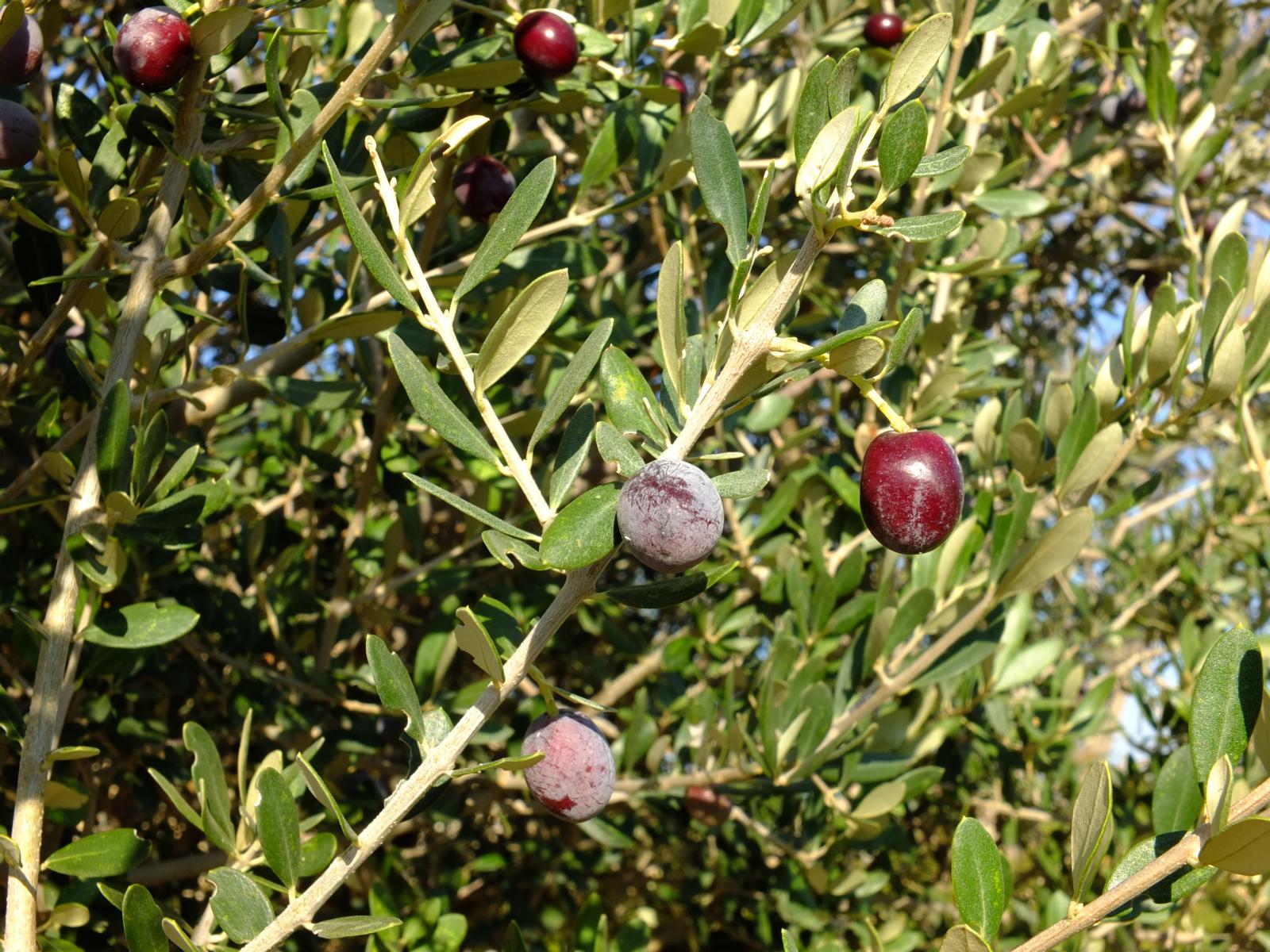 Hier wachsen auch Oliven - Lupe Reisen