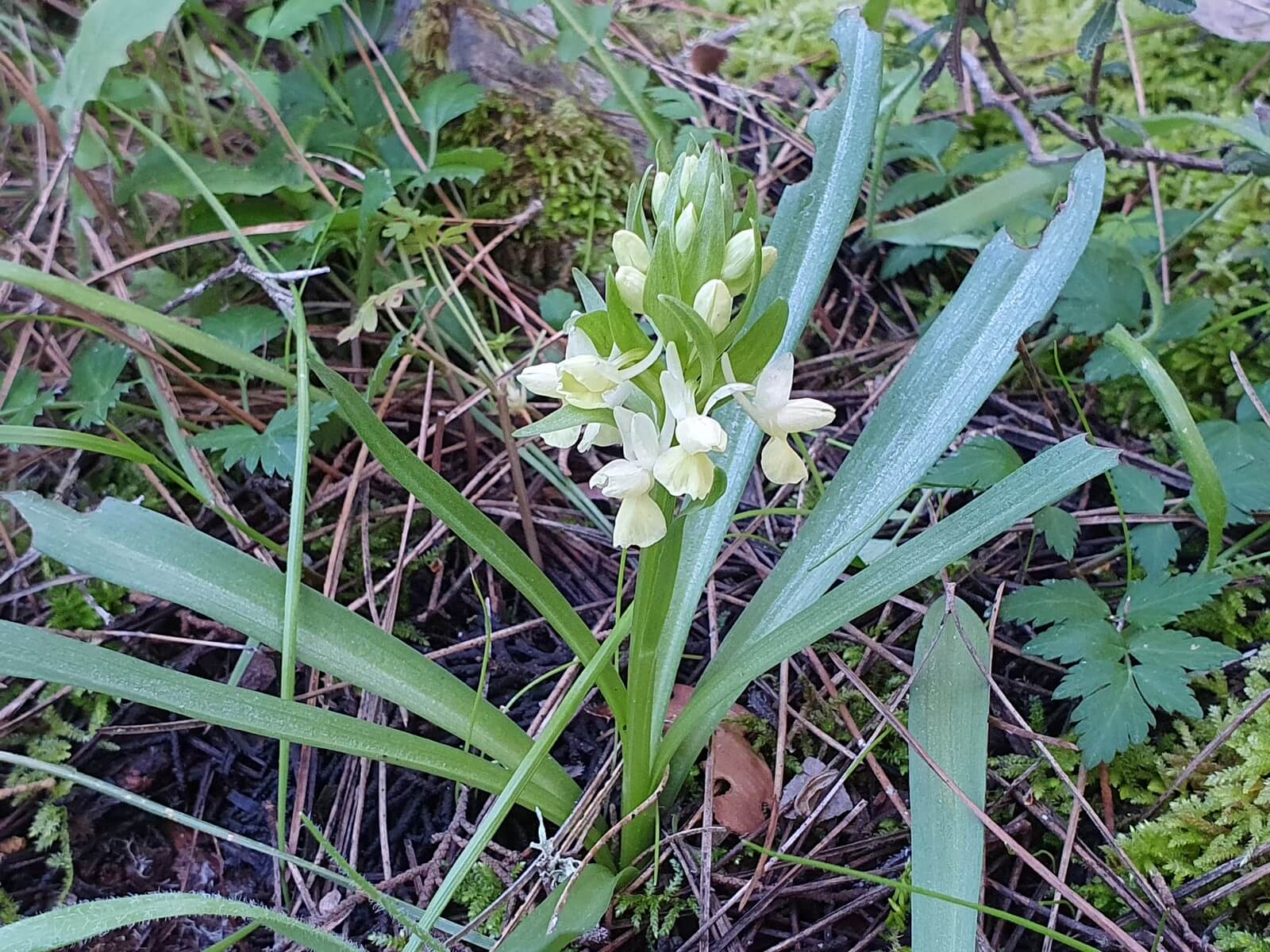 Foto: Rmisches Knabenkraut (Dactylorhiza romana ssp romana), die seltenste Orchidee im Norden Zyperns - Lupe Reisen
