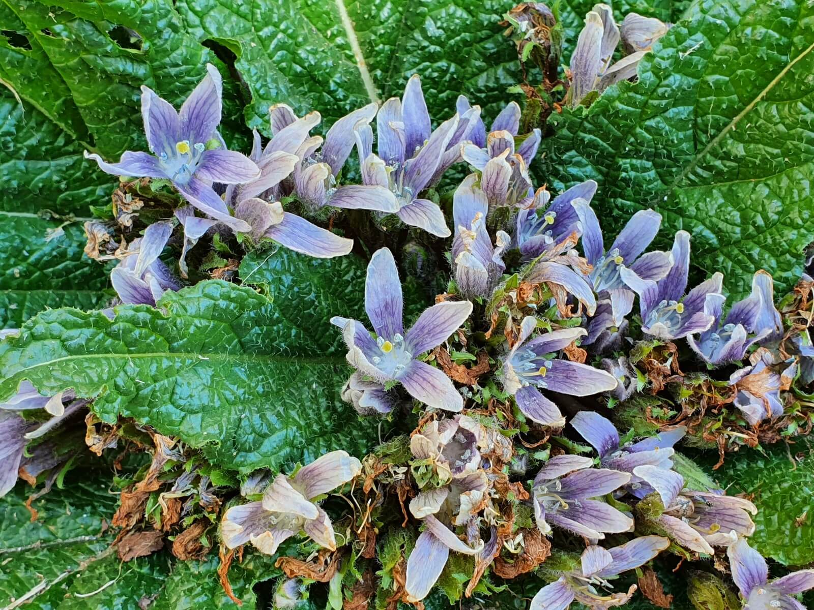 Foto: Alraune (Mandragora officinarum) zur Bltezeit im Mrz - eine Zauberpflanze? - Lupe Reisen
