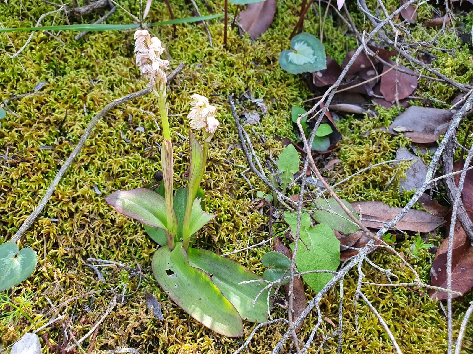 Foto: Die unscheinbarste Orchidee Nordzyperns, die Gefleckte Waldwurz (Neotinea maculata) ... - Lupe Reisen