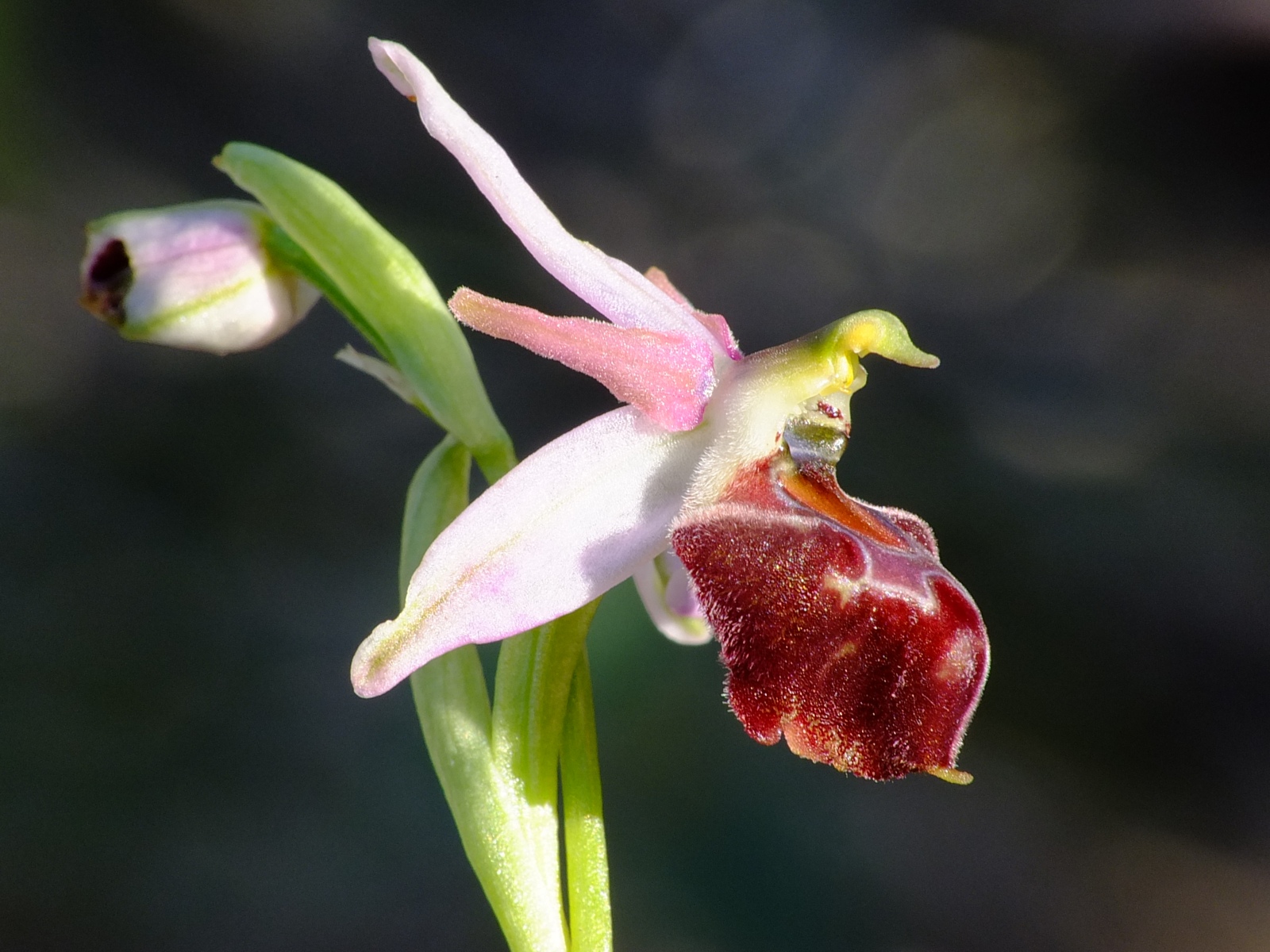 Die Zierliche Ragwurz (Ophrys elegans) ist eine fr Zypern endemische Orchidee - Lupe Reisen