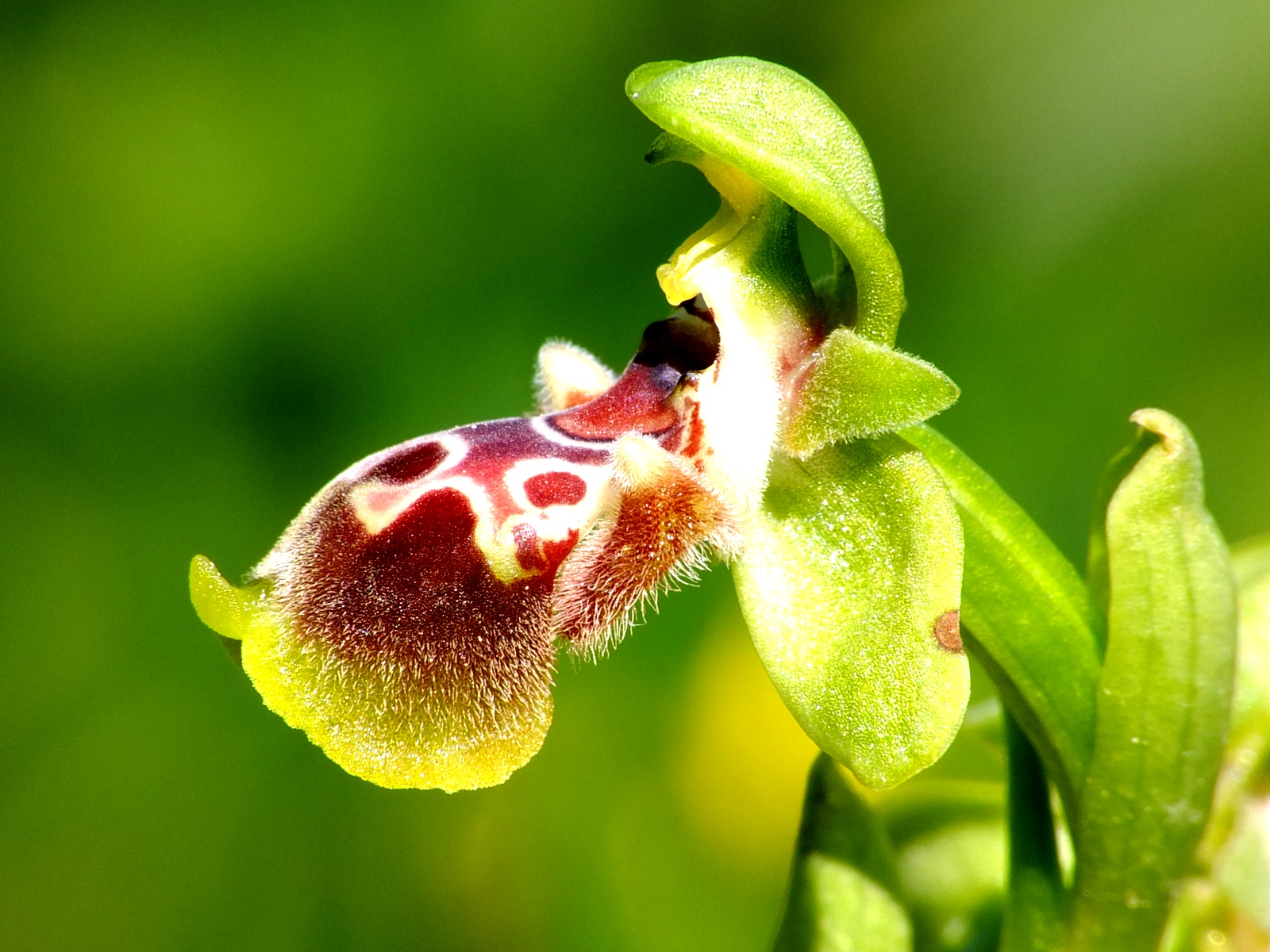 Ophrys flavomarginata, die Gelbrandige Ragwurz kommt in vielen Varianten vor - Lupe Reisen