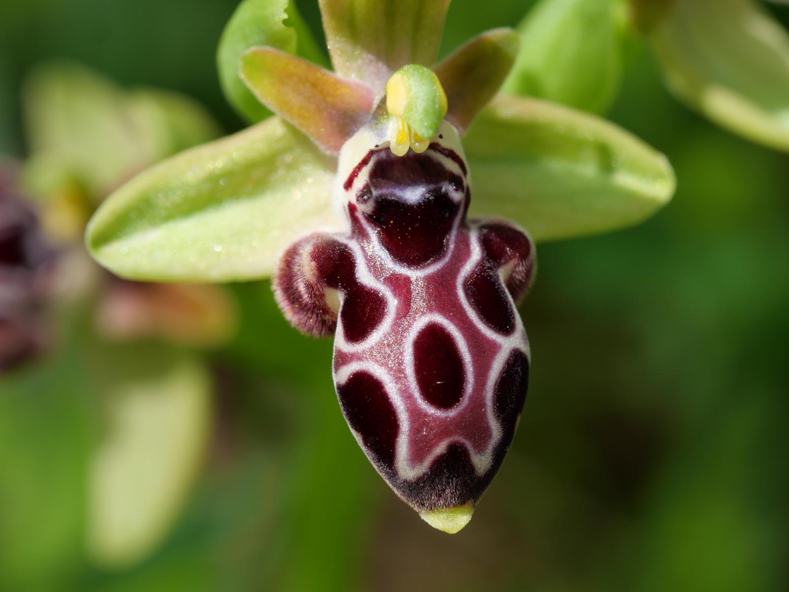 Die Zypern-Ragwurz (Ophrys kotschyi) ist ein Highlight der Orchideen und fr die Insel endemisch - Lupe Reisen