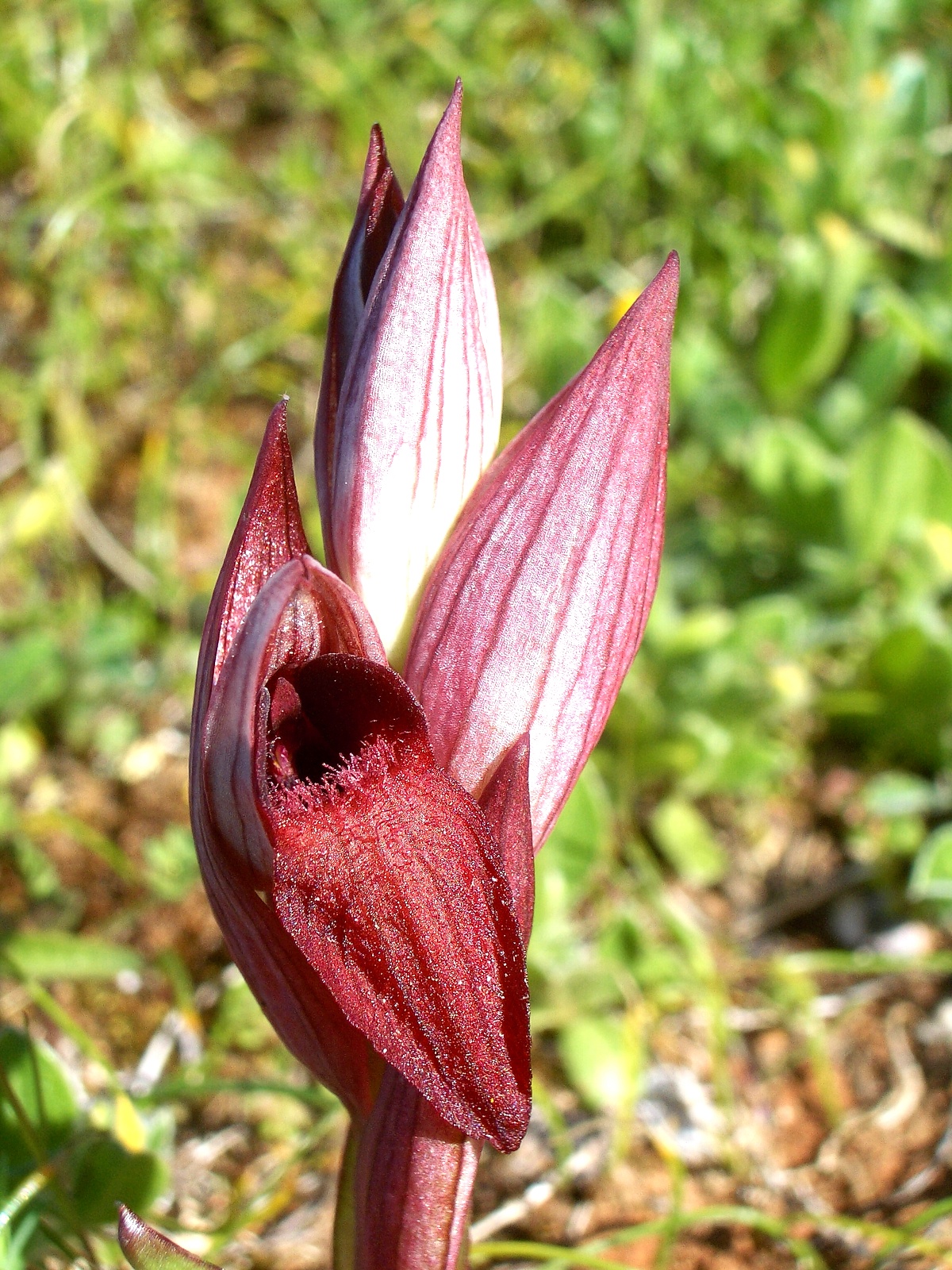 Kaum als Orchidee zu erkennen ist Serapias orientalis ssp levantina, der Levantinische Zungelstendel - Lupe Reisen