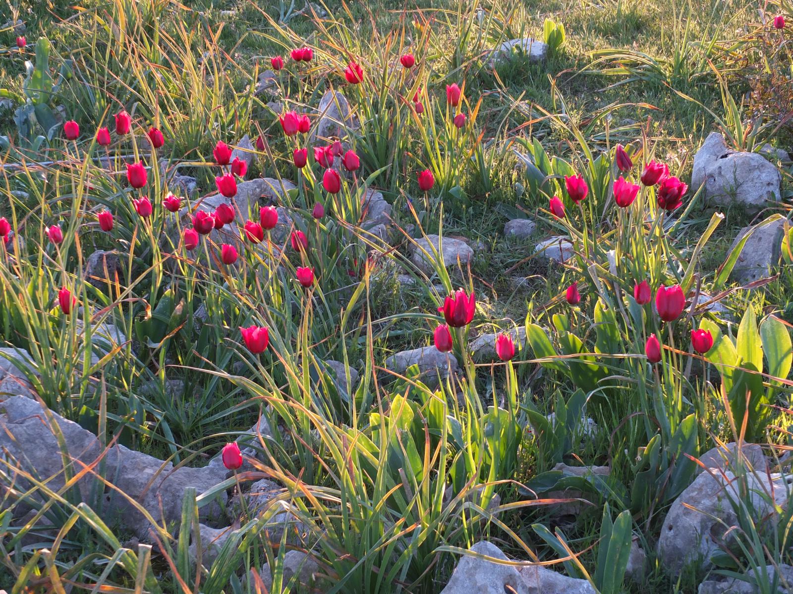 Bestnde der Zyprischen Wildtulpe (Tulipa cypria) im Abendlicht - Lupe Reisen
