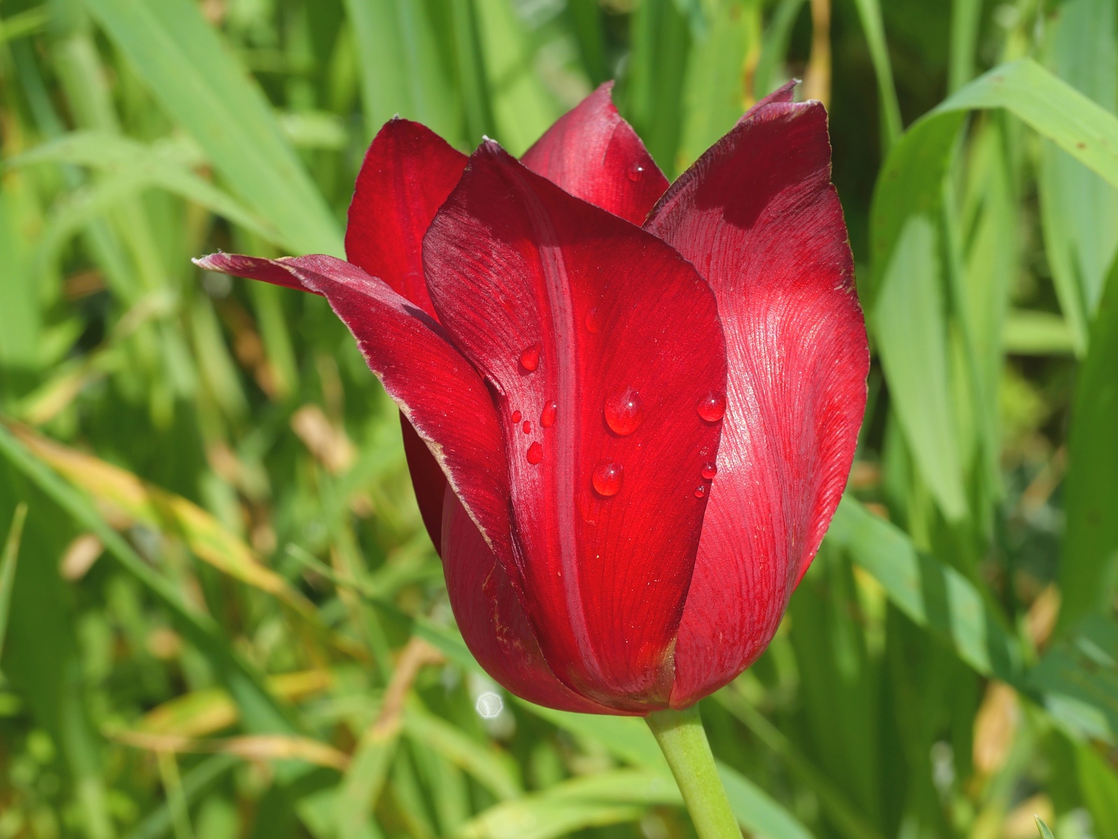 Die attraktive Zyprische Tulpe (Tulipa cypria) gibt es nur auf Zypern - Lupe Reisen