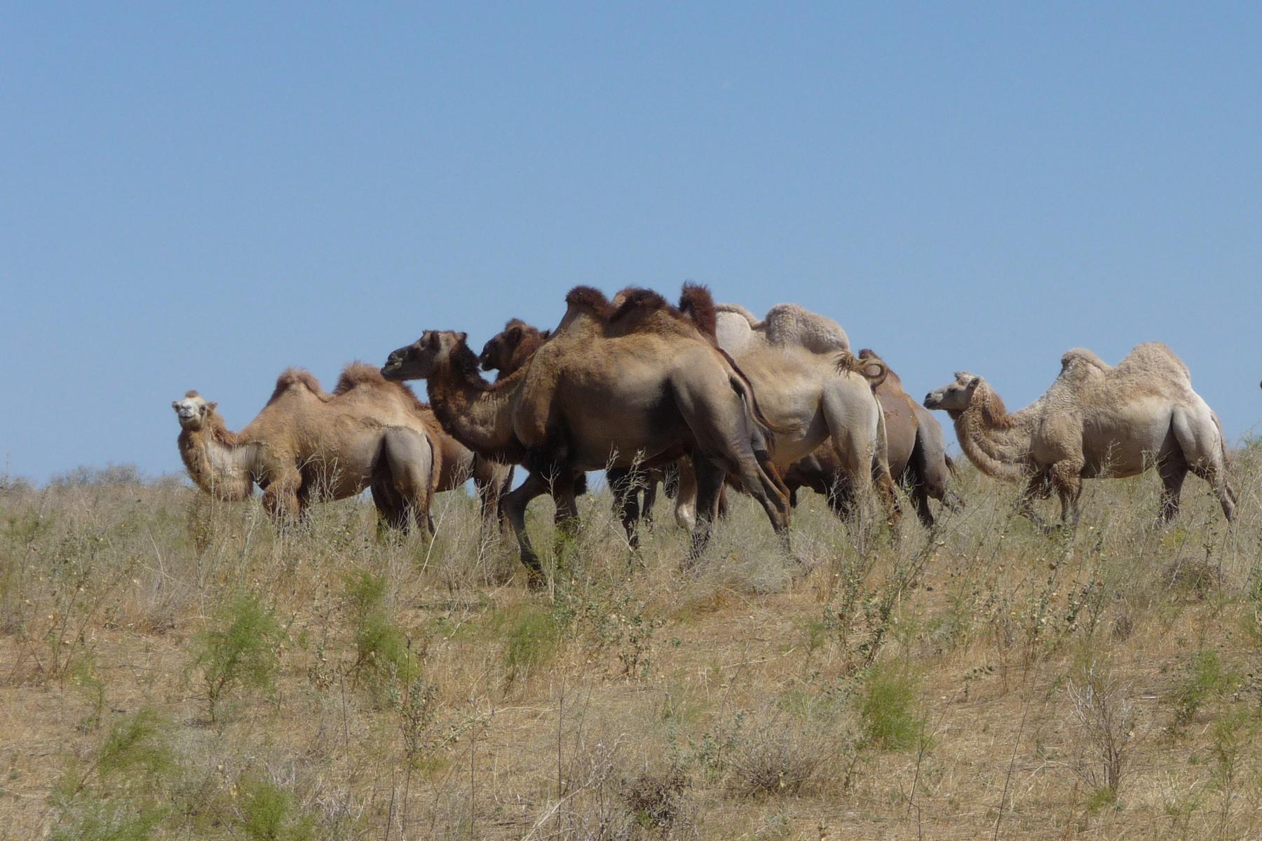 Kamelherde auf einer der weiten Ebenen Usbekistans - Lupe Reisen