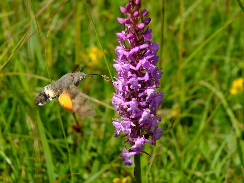 Lupereisen-Deutschland-Nordeifeleifel-Orchideen-Gruppenreise-Wanderstudienreise-Reisevermittlungsangebot