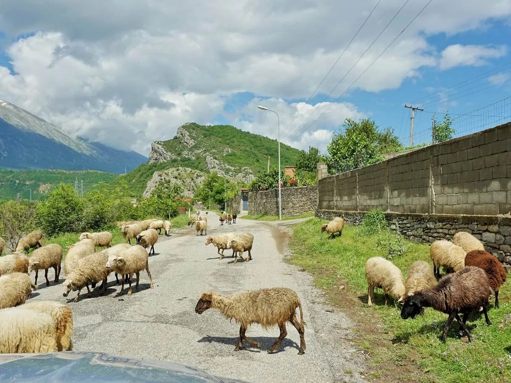 reisevermittlungsangebot-albanien-mietwagen-rundreise-schafe-auf-strasse-individuelle-reise